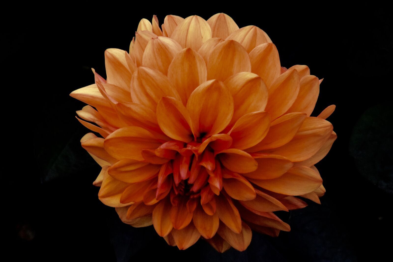 Nikon D5300 sample photo. Flower, petals, plant photography