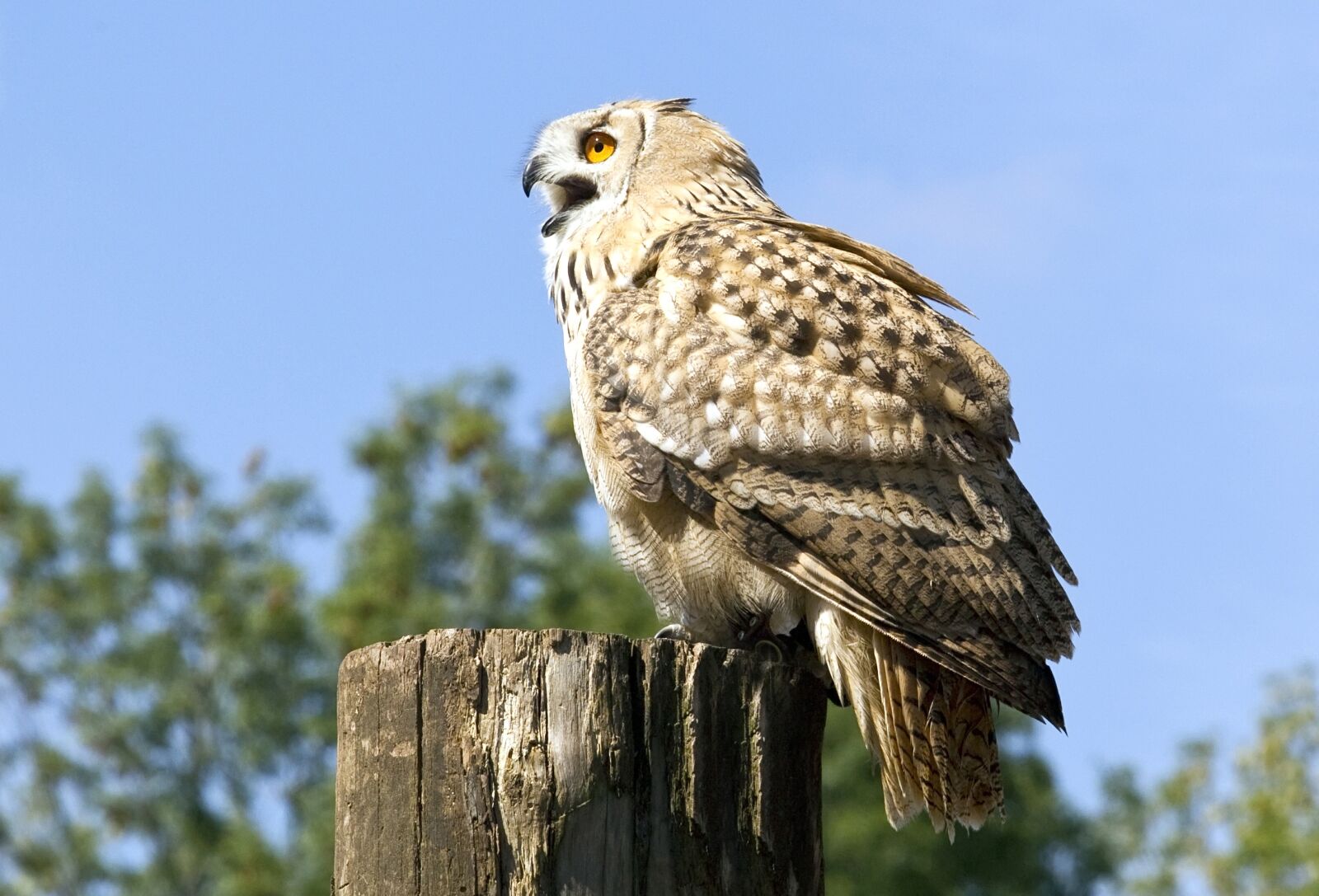 Canon EOS-1D Mark IV sample photo. Bird of prey, owl photography