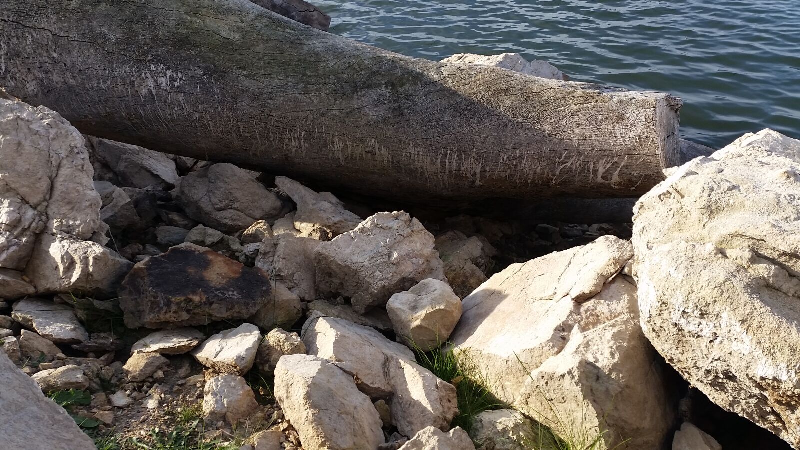 Samsung Galaxy S5 sample photo. Dead, wood, fallen, tree photography