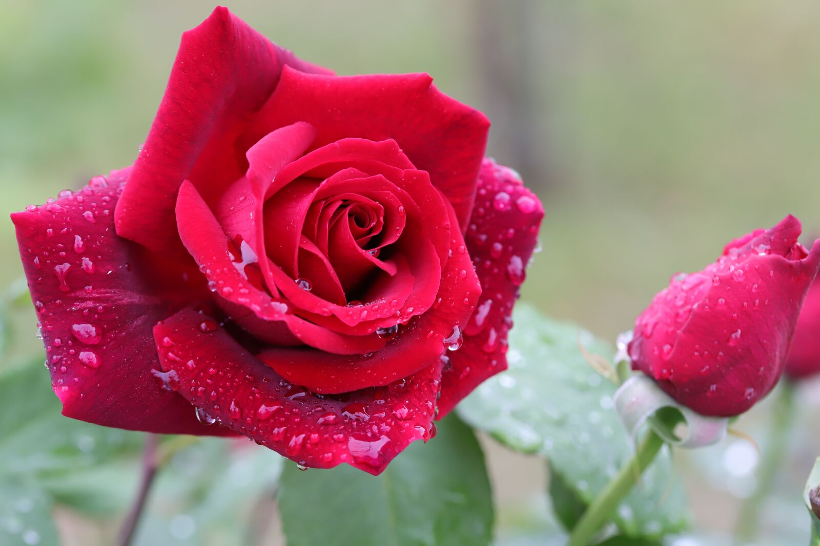 Canon EOS 6D Mark II sample photo. Rose, flowers, nature photography