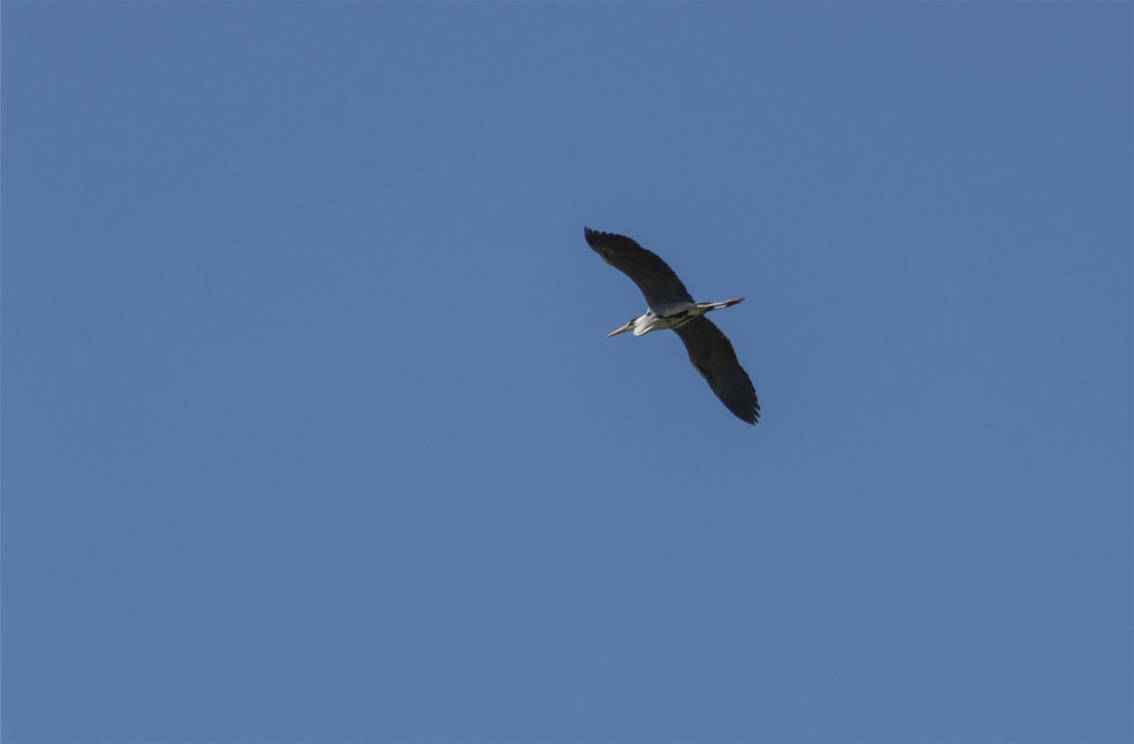 Canon EF75-300mm f/4-5.6 sample photo. Grey heron, heron, stork-shaped photography