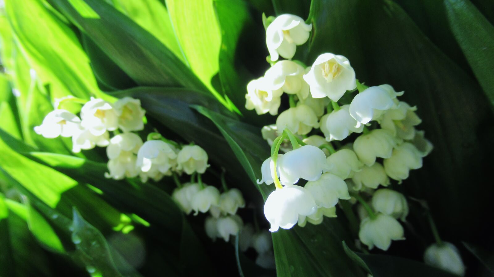 Canon PowerShot SX620 HS sample photo. Lily of the valley photography