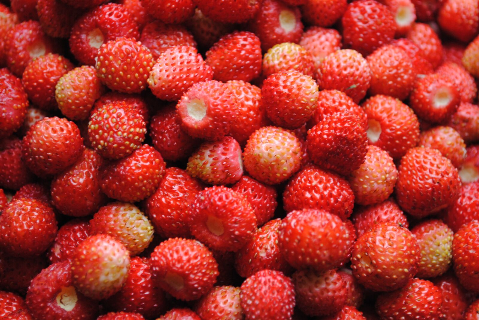 Nikon D3000 sample photo. Wild strawberry, berry, forest photography
