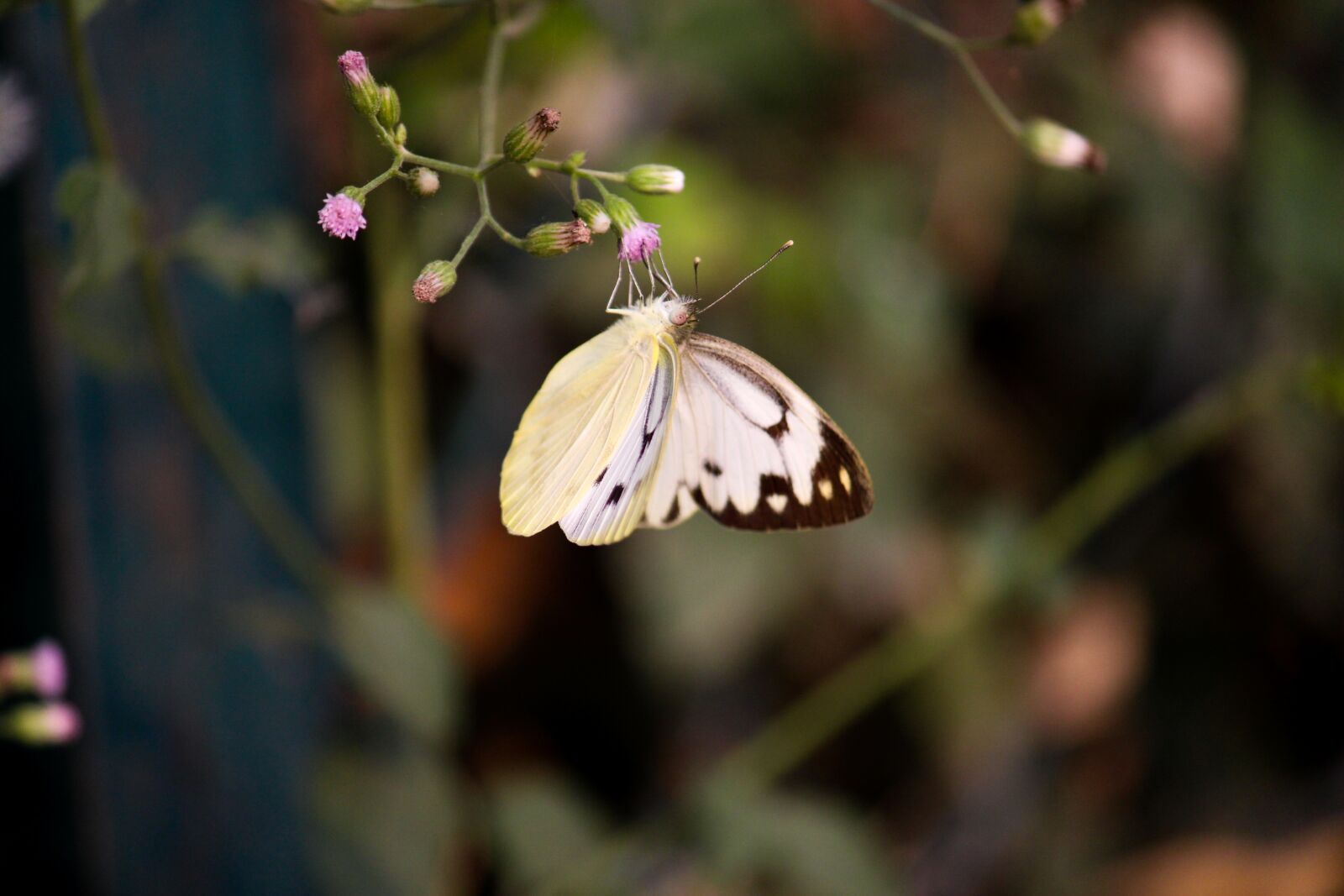 Canon EOS 700D (EOS Rebel T5i / EOS Kiss X7i) sample photo. Butterfly, nature, beauty photography