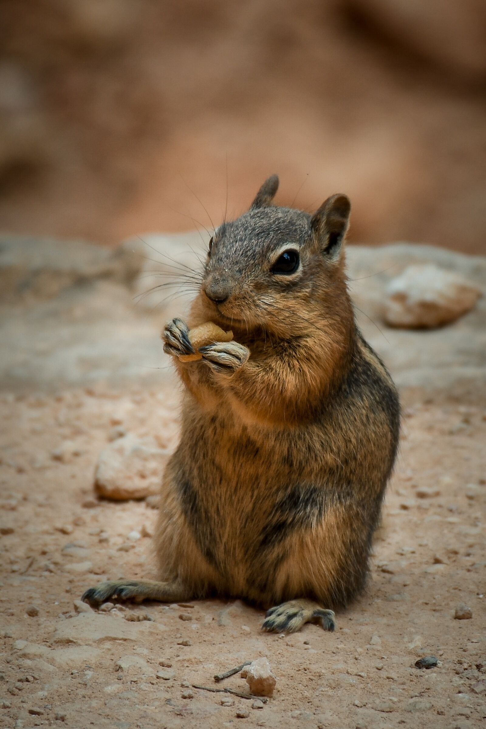 Nikon D7200 sample photo. Mammal, cute, wildlife photography
