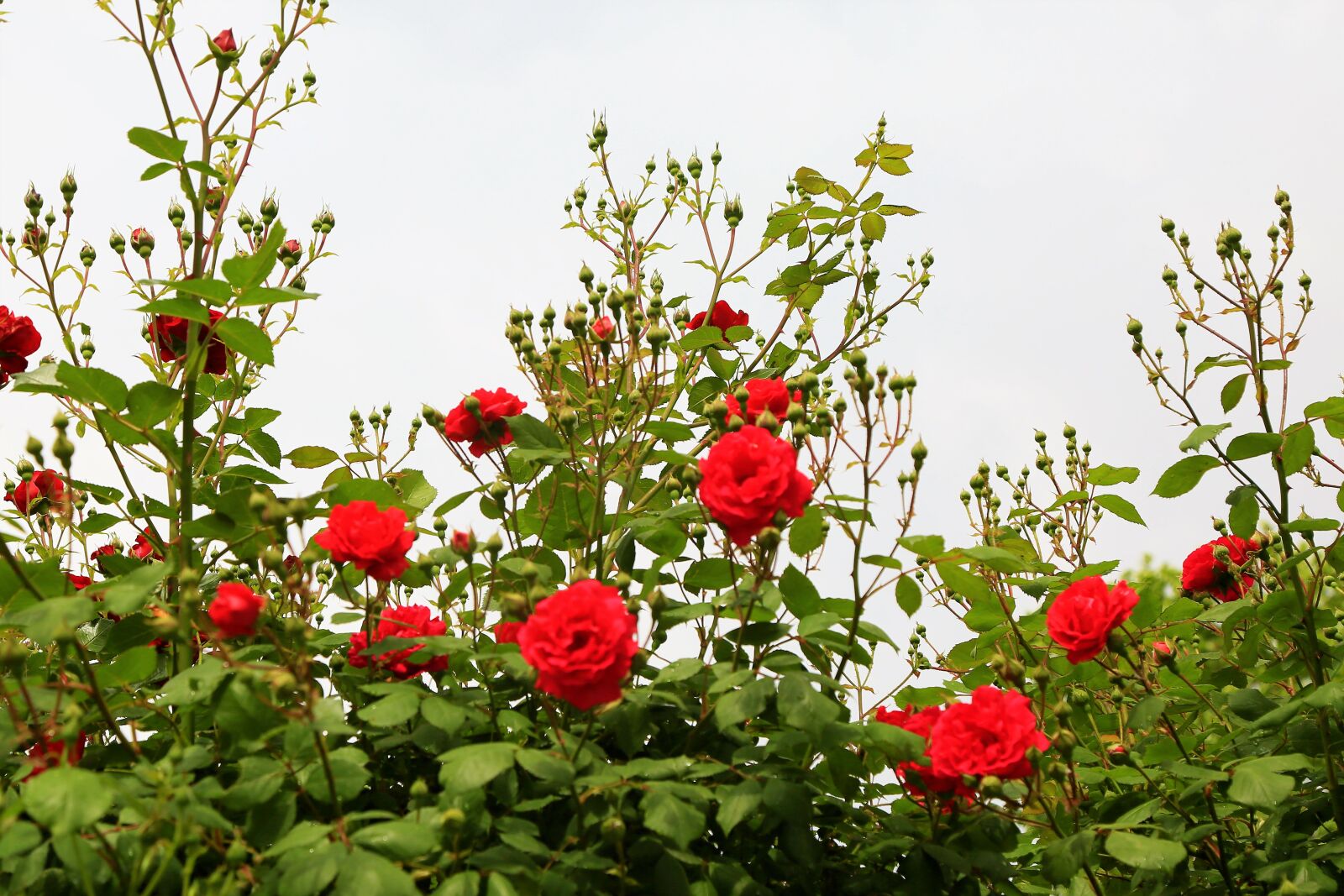 Canon EF 24-105mm F4L IS USM sample photo. Rose, buds, flower photography