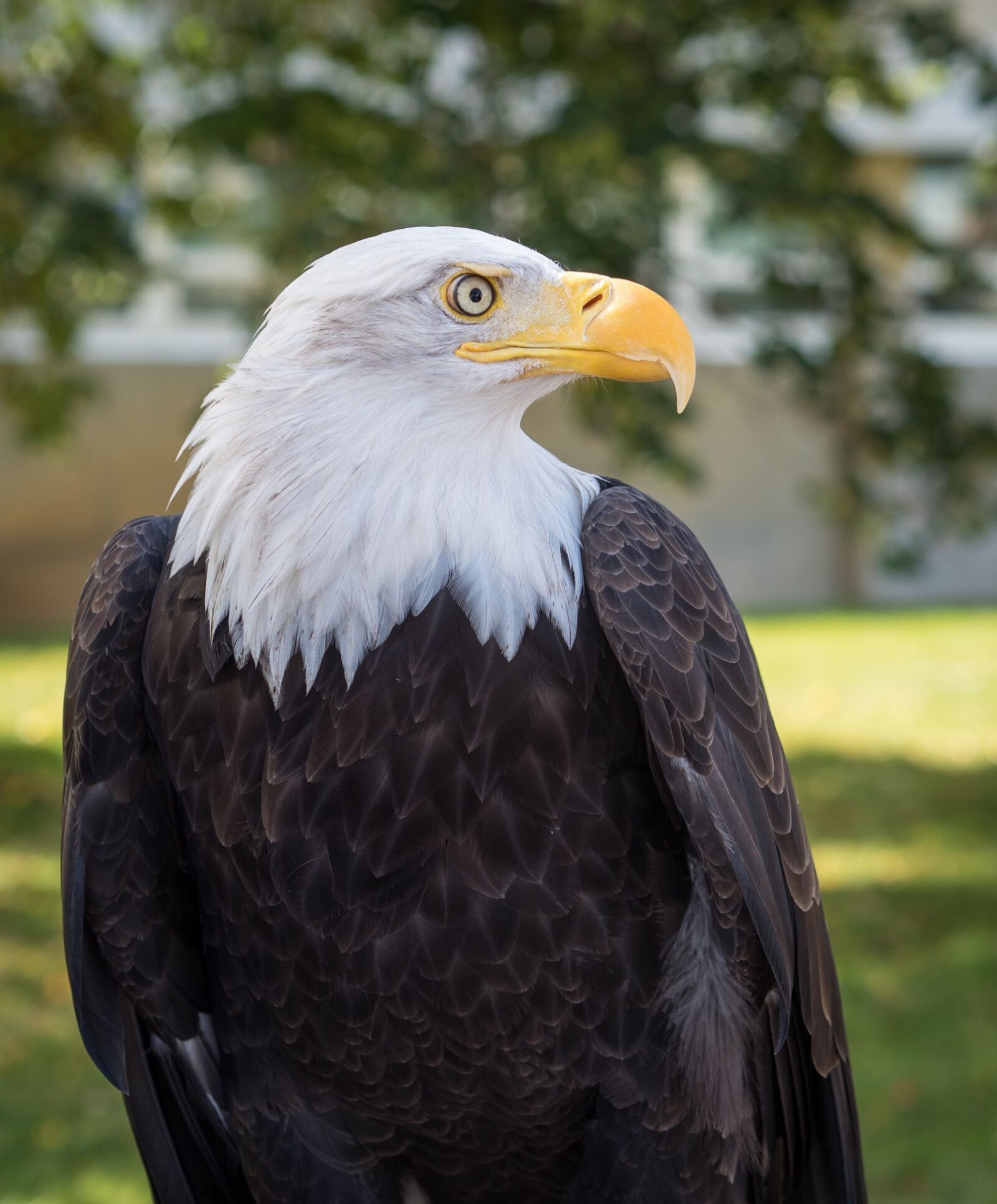 Olympus OM-D E-M5 II + Olympus M.Zuiko Digital 45mm F1.8 sample photo. Bald eagle, close up photography