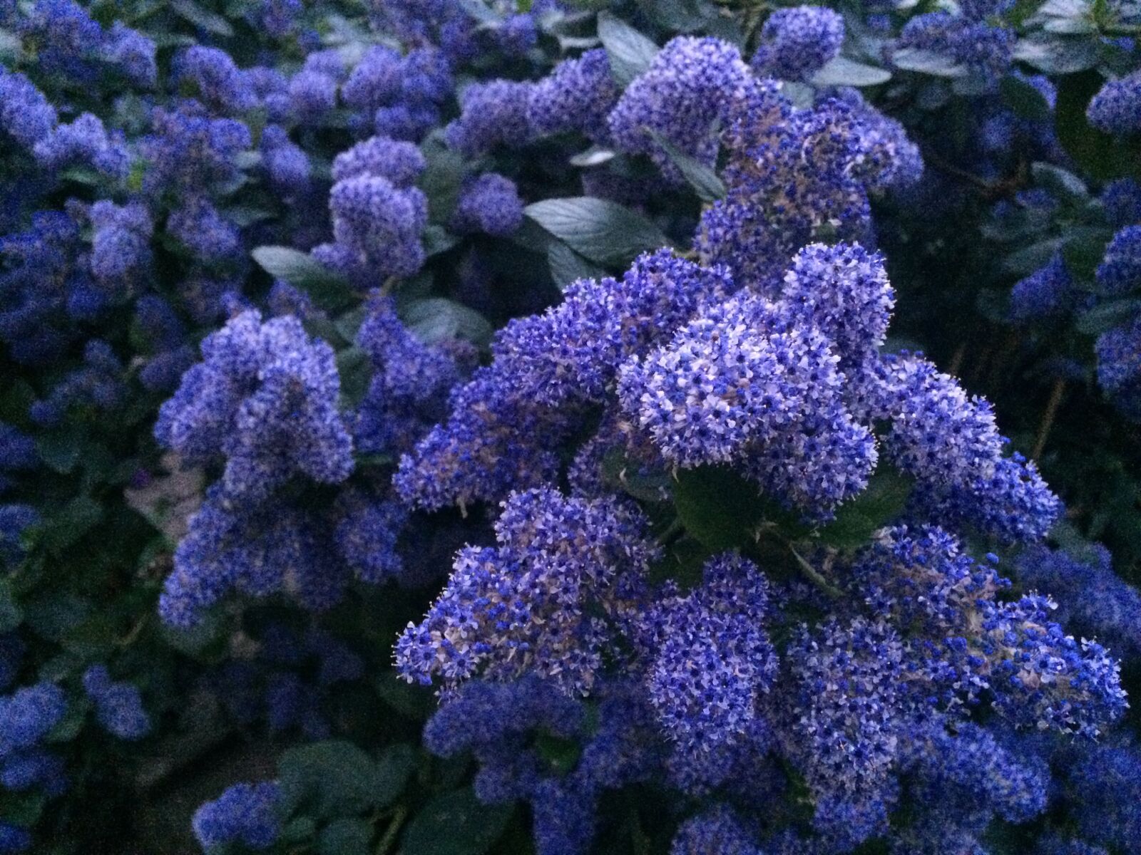 iPhone 5s back camera 4.15mm f/2.2 sample photo. Flowers, garden, spring photography