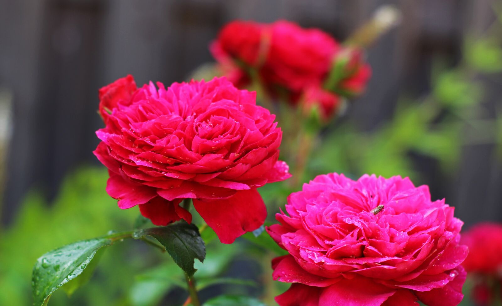 Canon EOS 700D (EOS Rebel T5i / EOS Kiss X7i) sample photo. Fragrant roses, roses, shrub photography