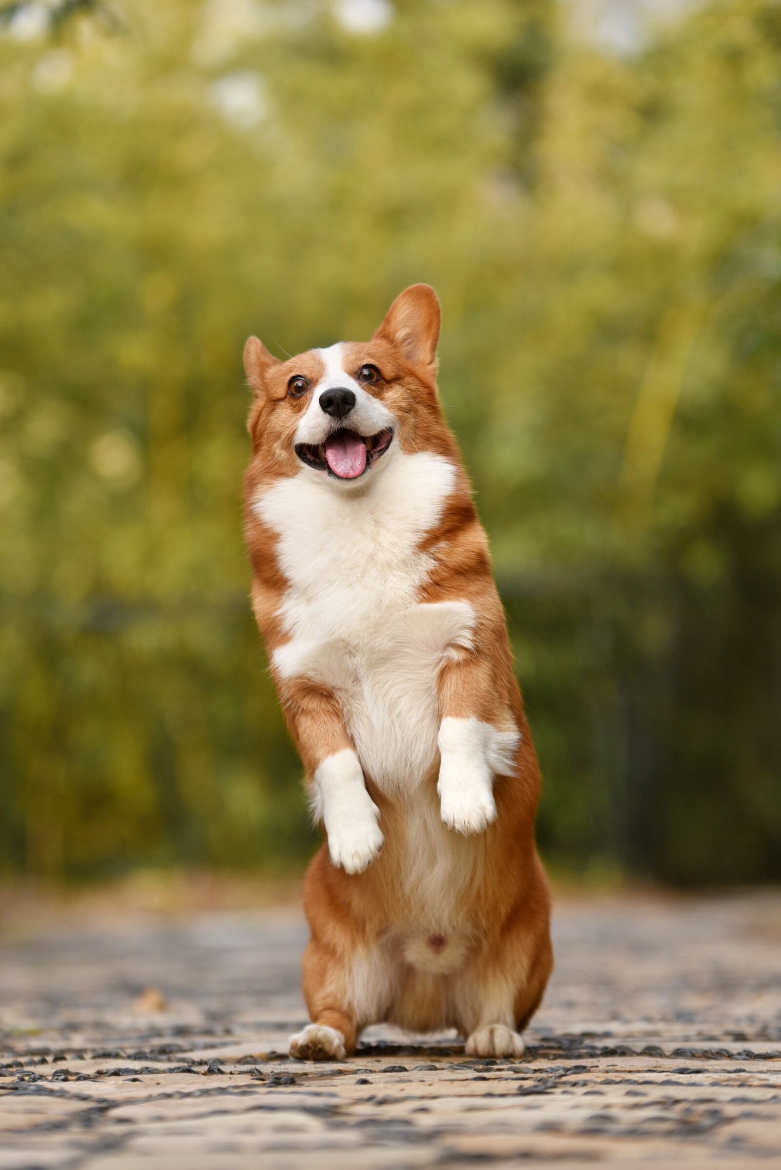 Nikon D750 sample photo. Pet, corgi, puppy photography