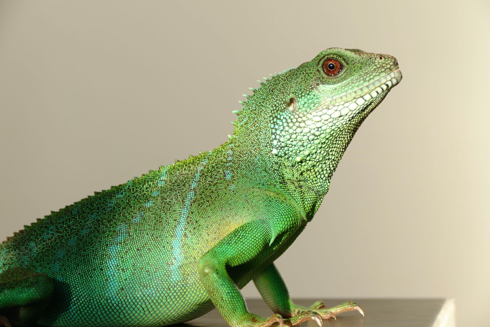 Panasonic Lumix DMC-FZ1000 sample photo. Chinese water dragon, reptiles photography