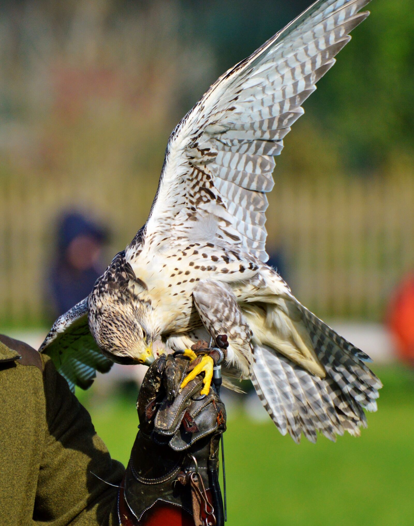Nikon D3200 sample photo. Falcon, raptor, bird of photography