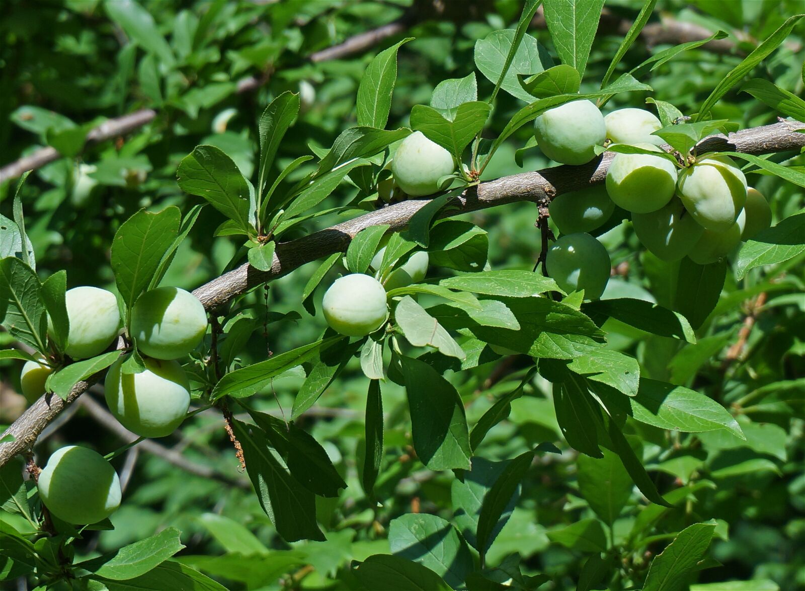 Sony Alpha NEX-5T sample photo. Green plums, plum, tree photography