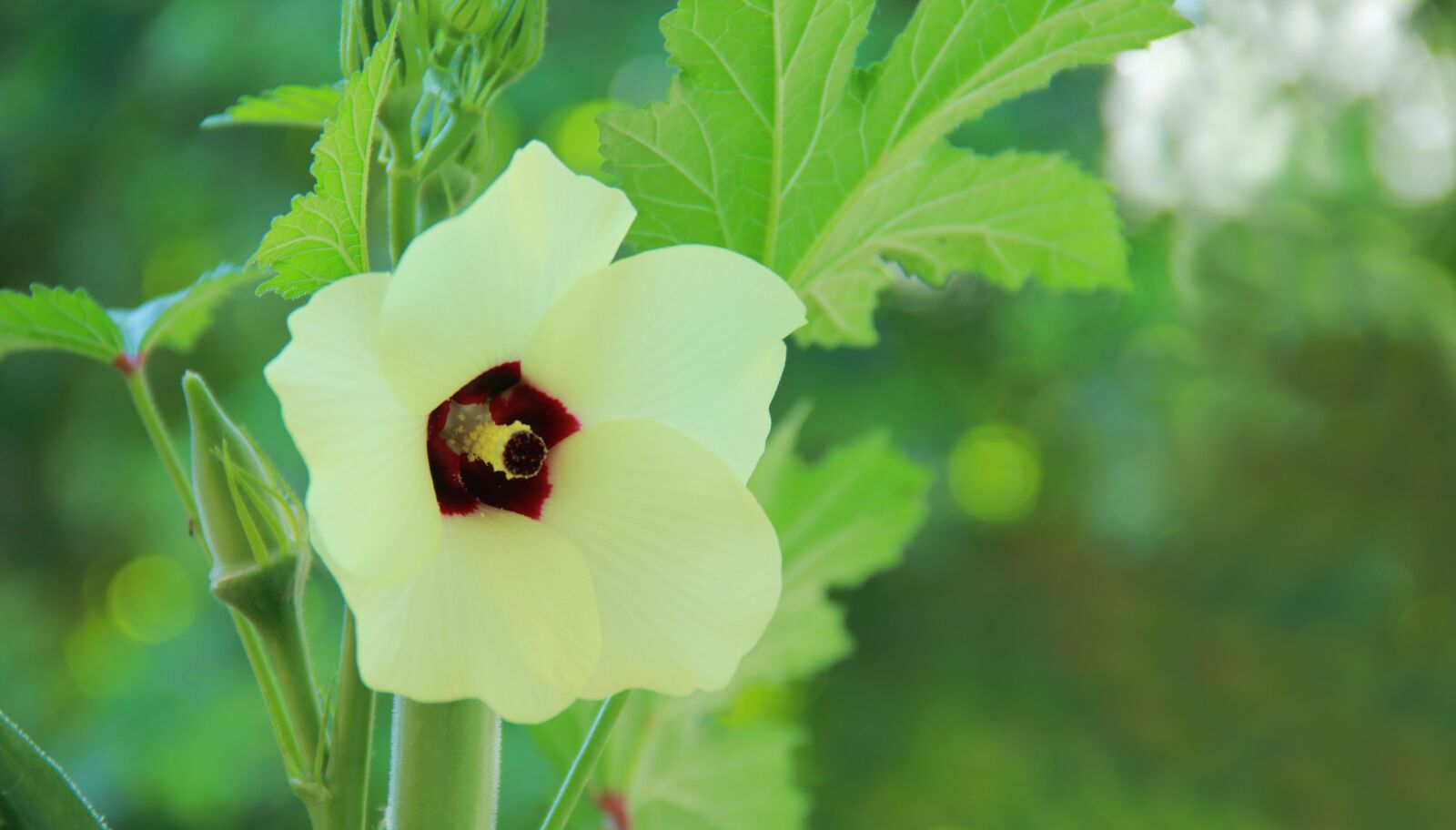 Canon EF-S 18-135mm F3.5-5.6 IS sample photo. Okra, rose, yellow photography