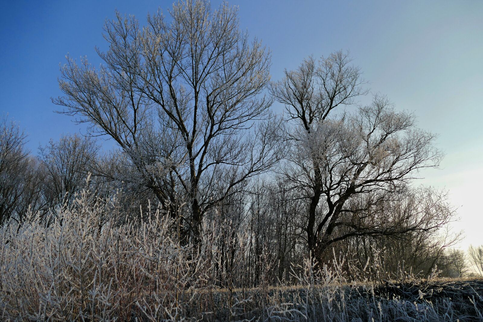 Panasonic Lumix DMC-FZ1000 sample photo. Trees, sky, nature photography
