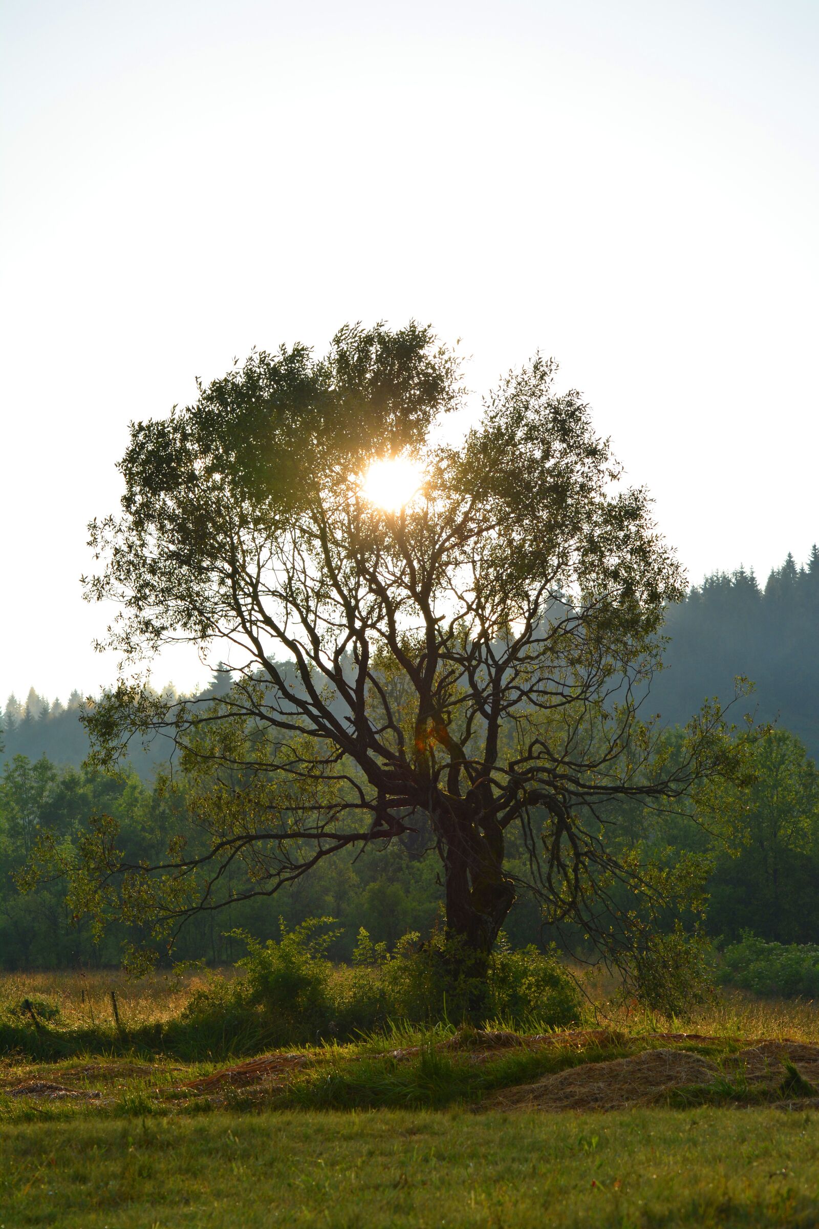 Nikon D5200 sample photo. Tree, sun, sunset photography