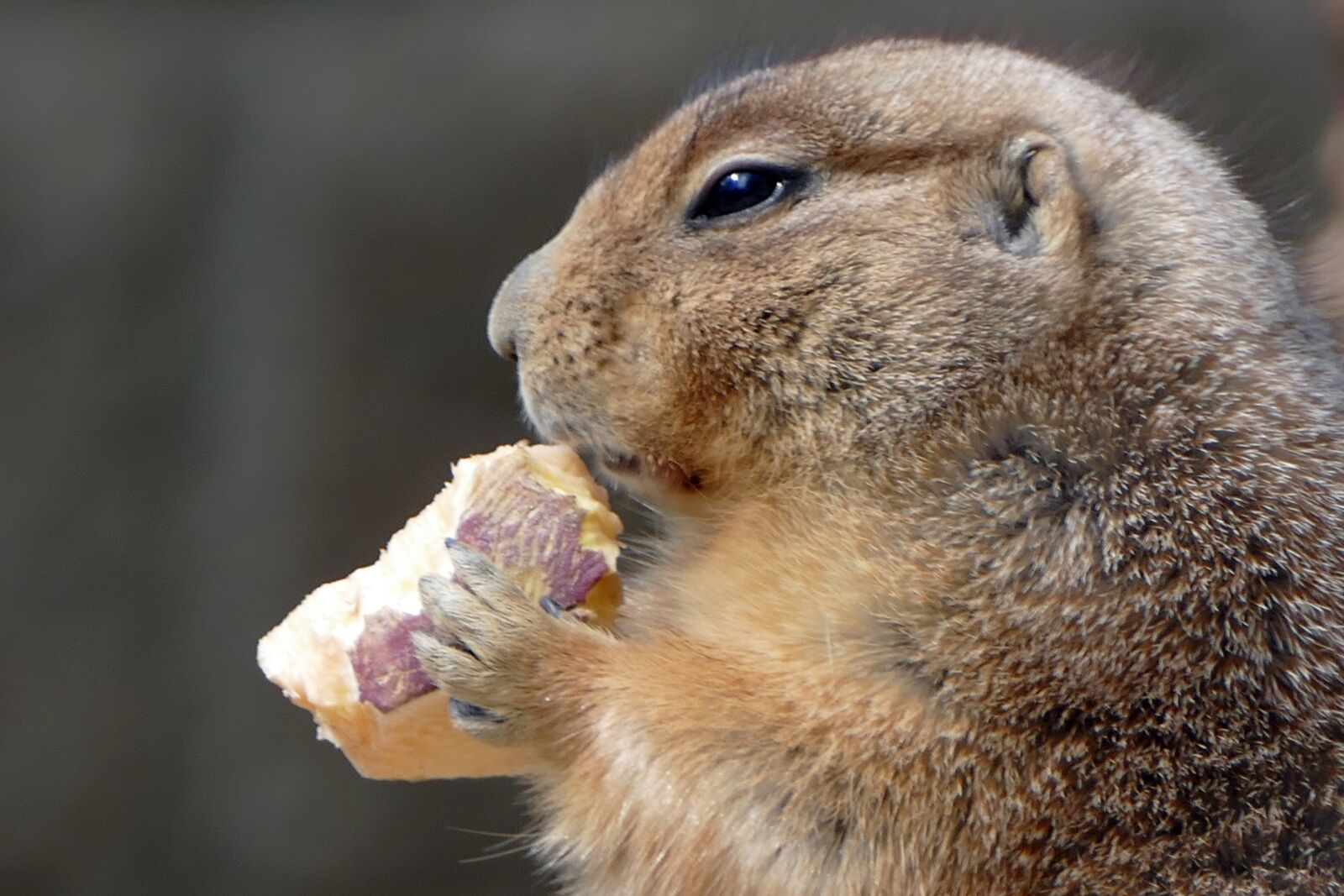 Panasonic Lumix DMC-FZ1000 sample photo. Prairie dog, animal, desert photography