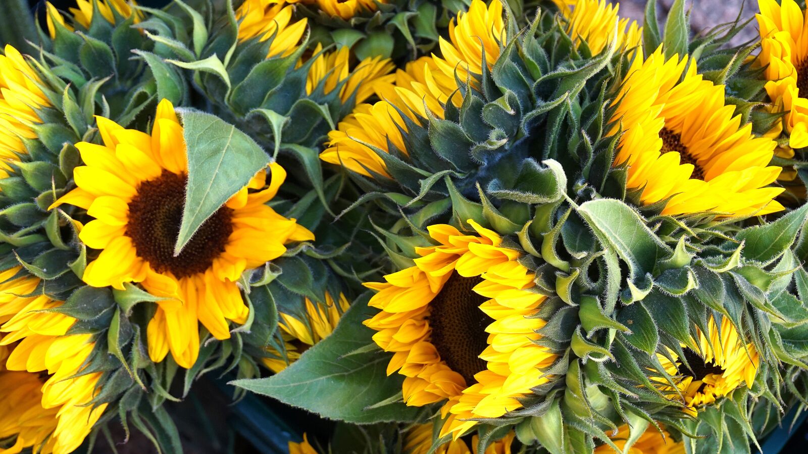 Sony Alpha a5000 (ILCE 5000) sample photo. Sunflower, yellow, summer photography