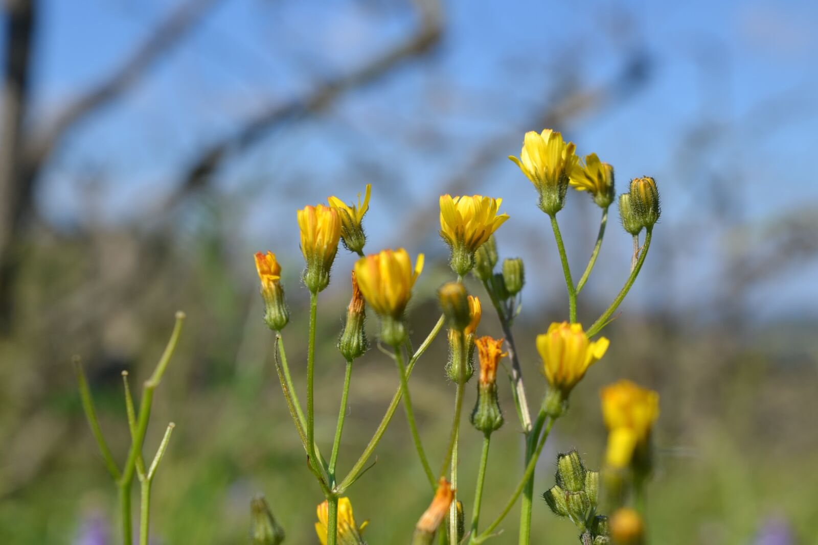 Nikon D3100 sample photo. Flowers of the field photography