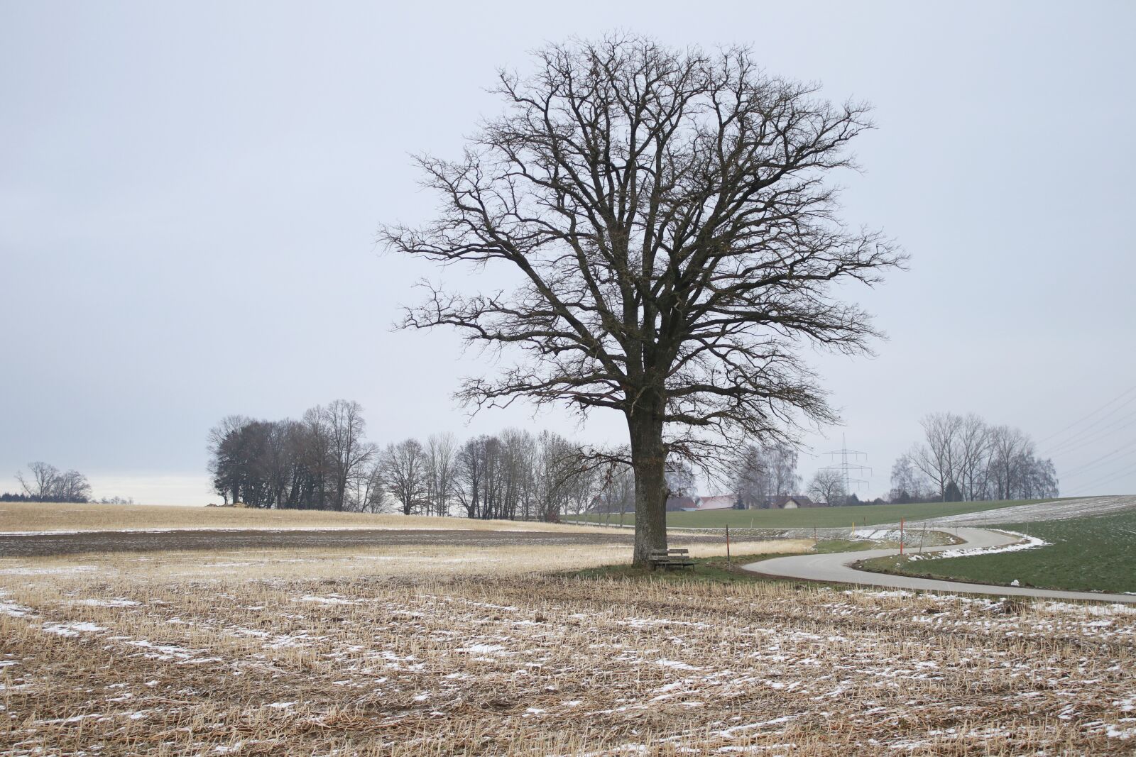 Canon EOS 80D sample photo. Tree, landscape, field photography