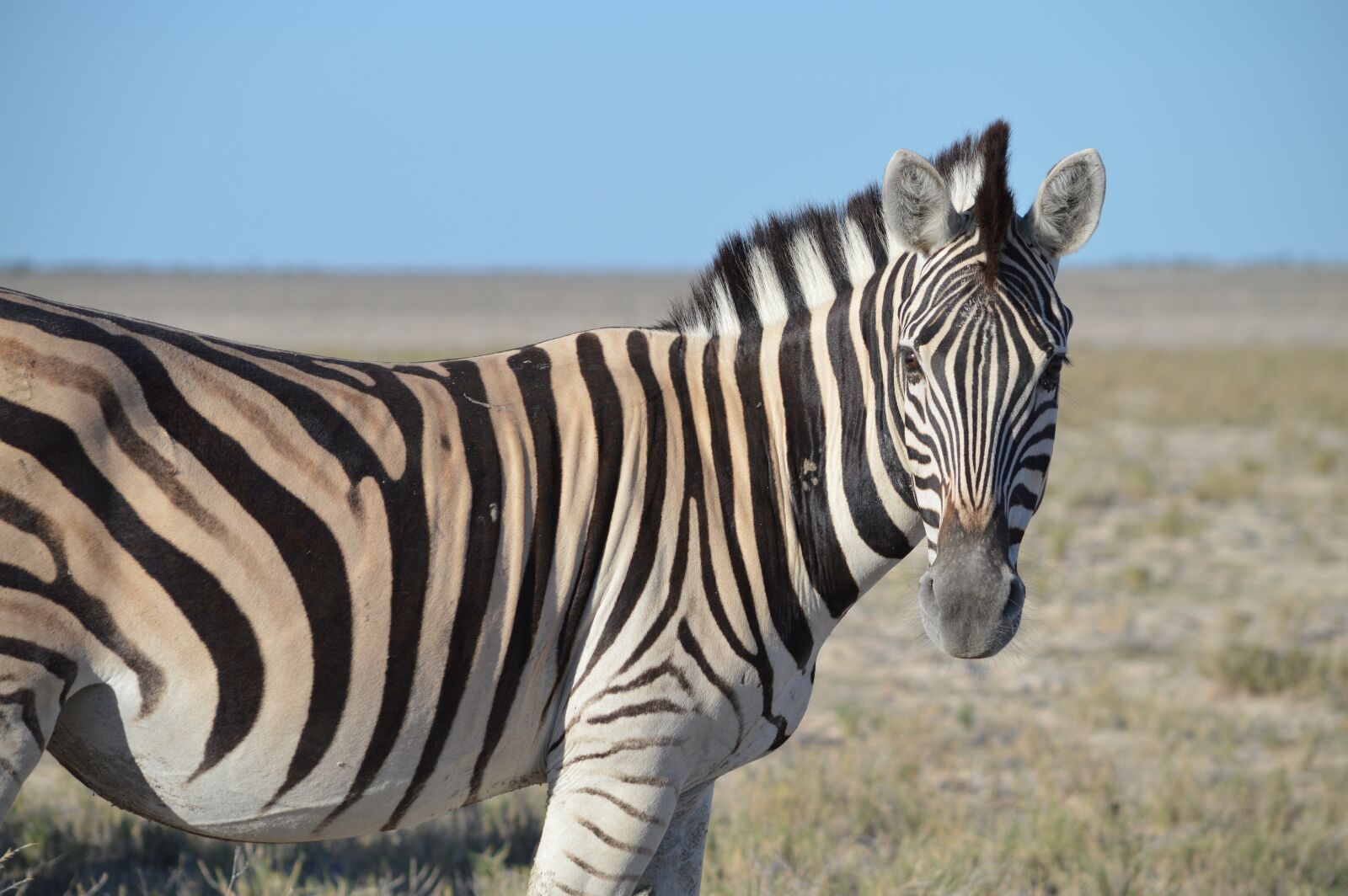 Nikon D3200 sample photo. Zebra, head, striped photography