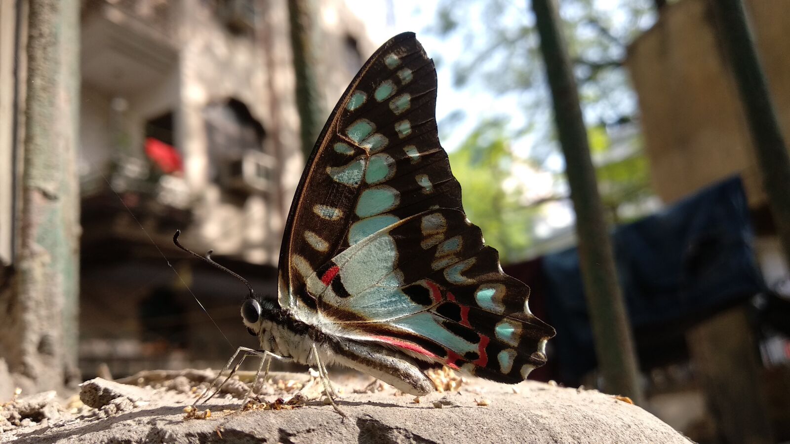 Xiaomi Mi A1 sample photo. Closed by phone camera photography