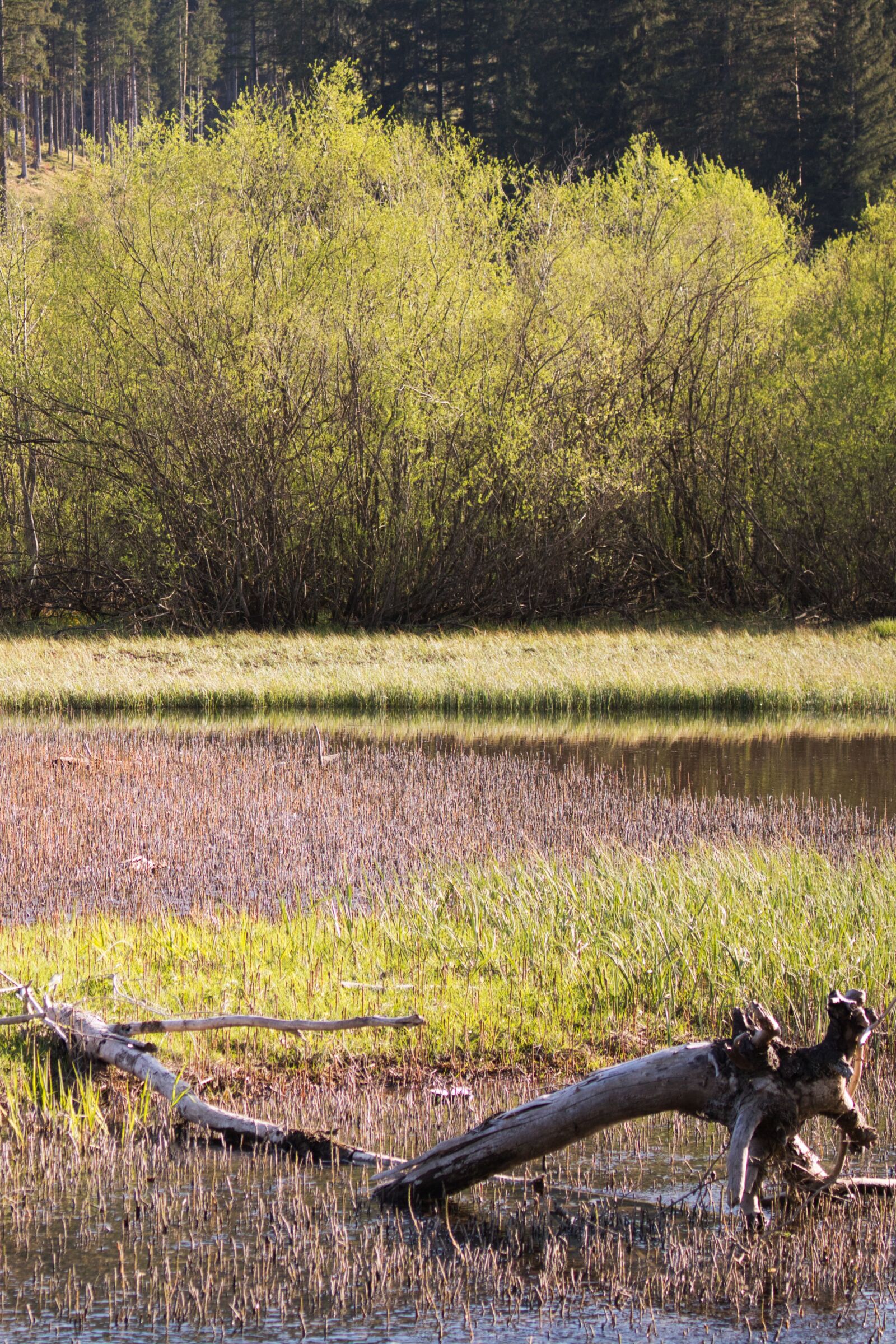 Canon EOS 750D (EOS Rebel T6i / EOS Kiss X8i) sample photo. Lake, log, nature photography