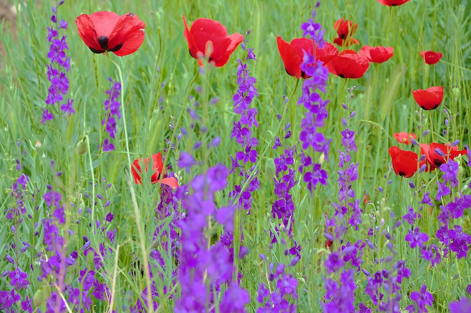 Nikon D90 sample photo. Flower, spring, spring flowers photography