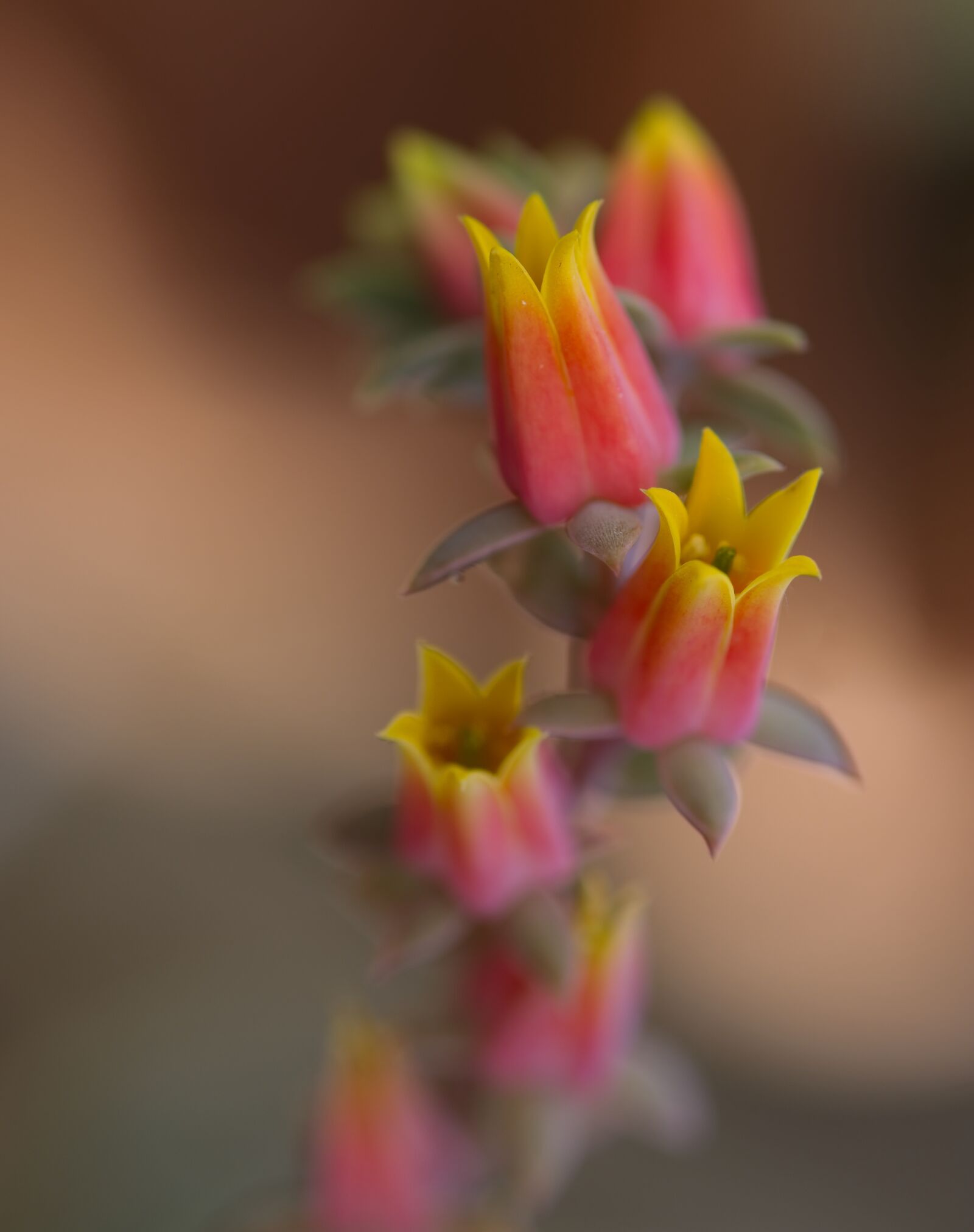 Fujifilm X-T20 + Fujifilm XF 60mm F2.4 R Macro sample photo. Cactus, flower, aloe photography