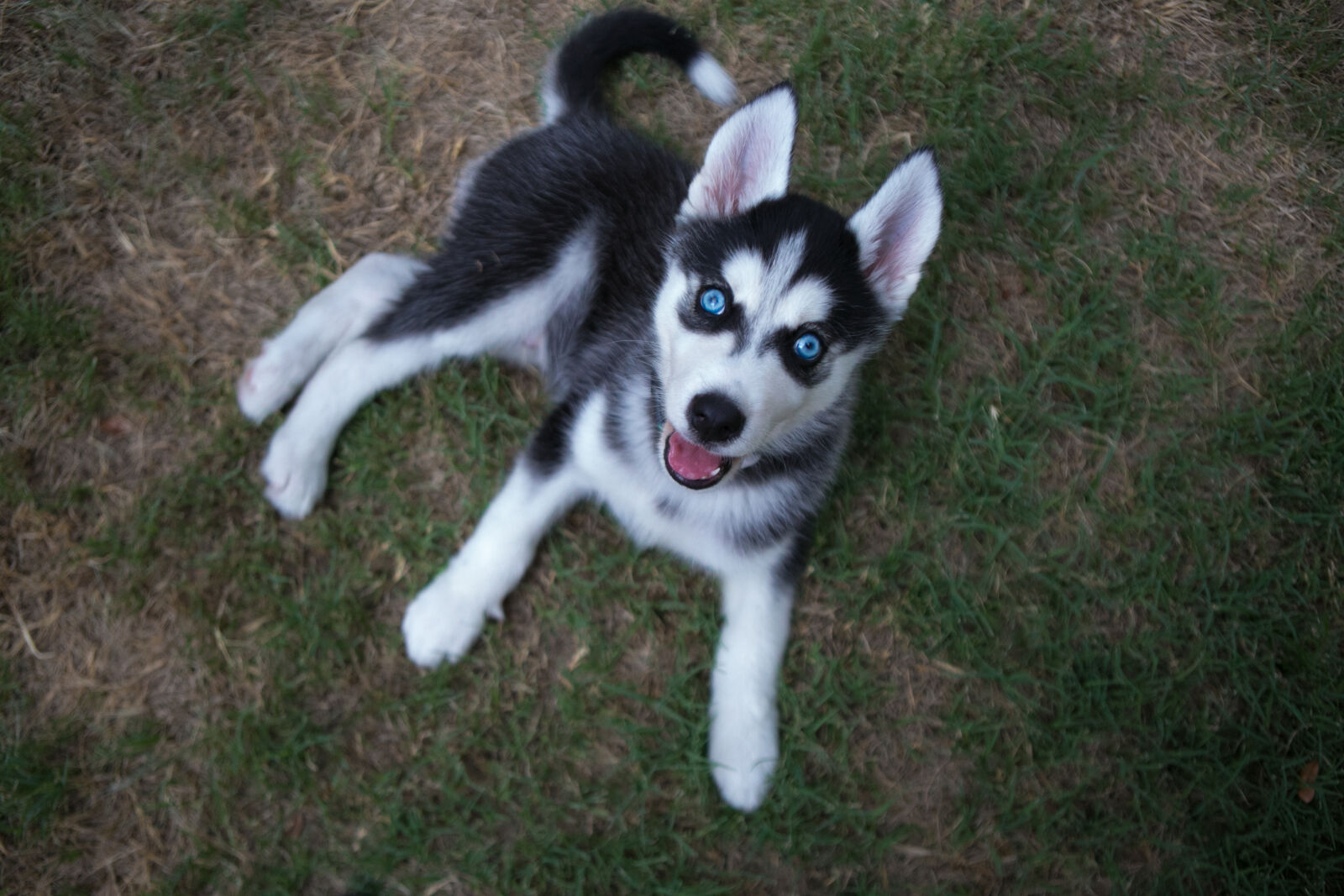 Canon EF 24-70mm F2.8L USM sample photo. Dog, husky, husky, puppy photography