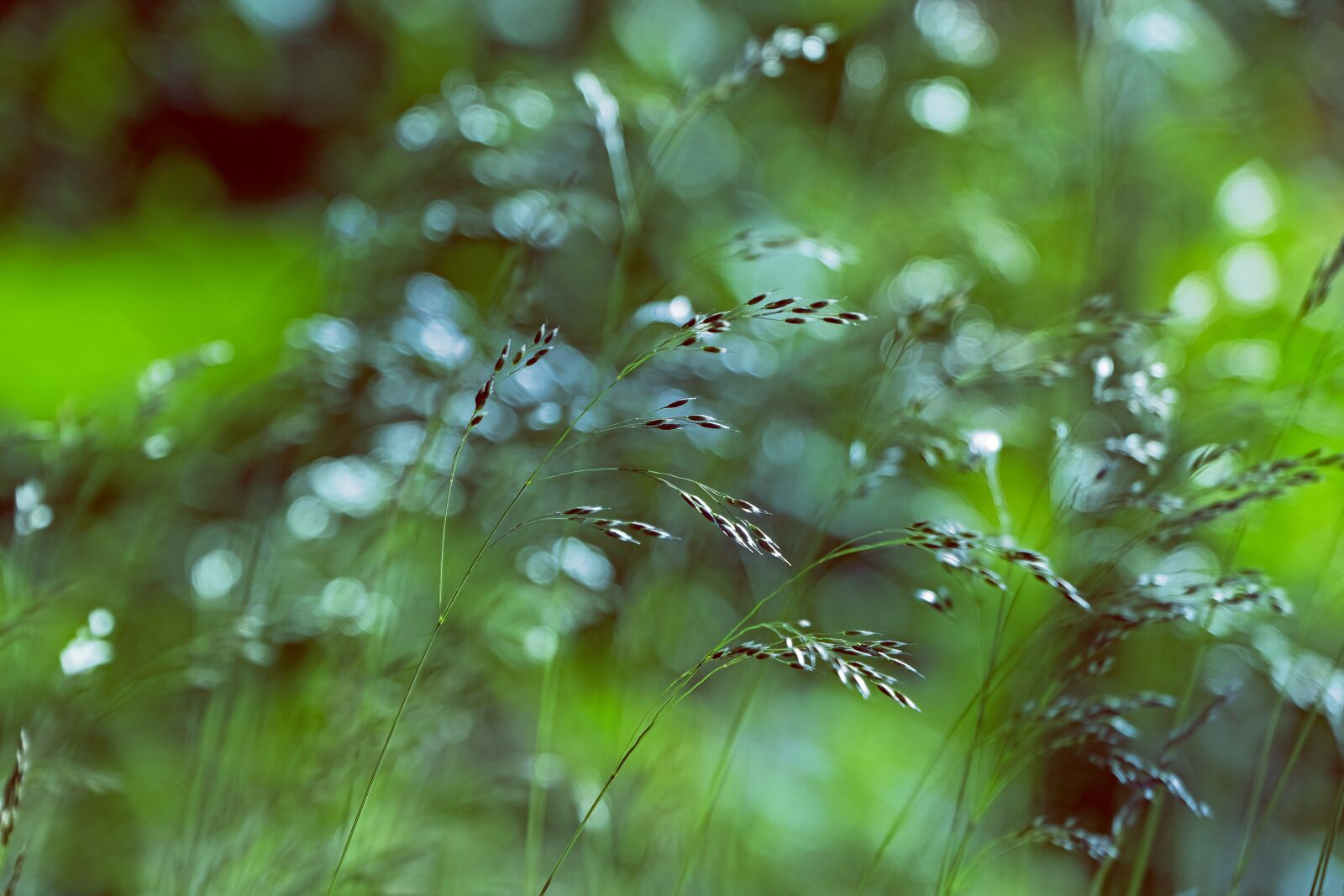 Fujifilm X-T3 sample photo. Grass, nature, blades of photography