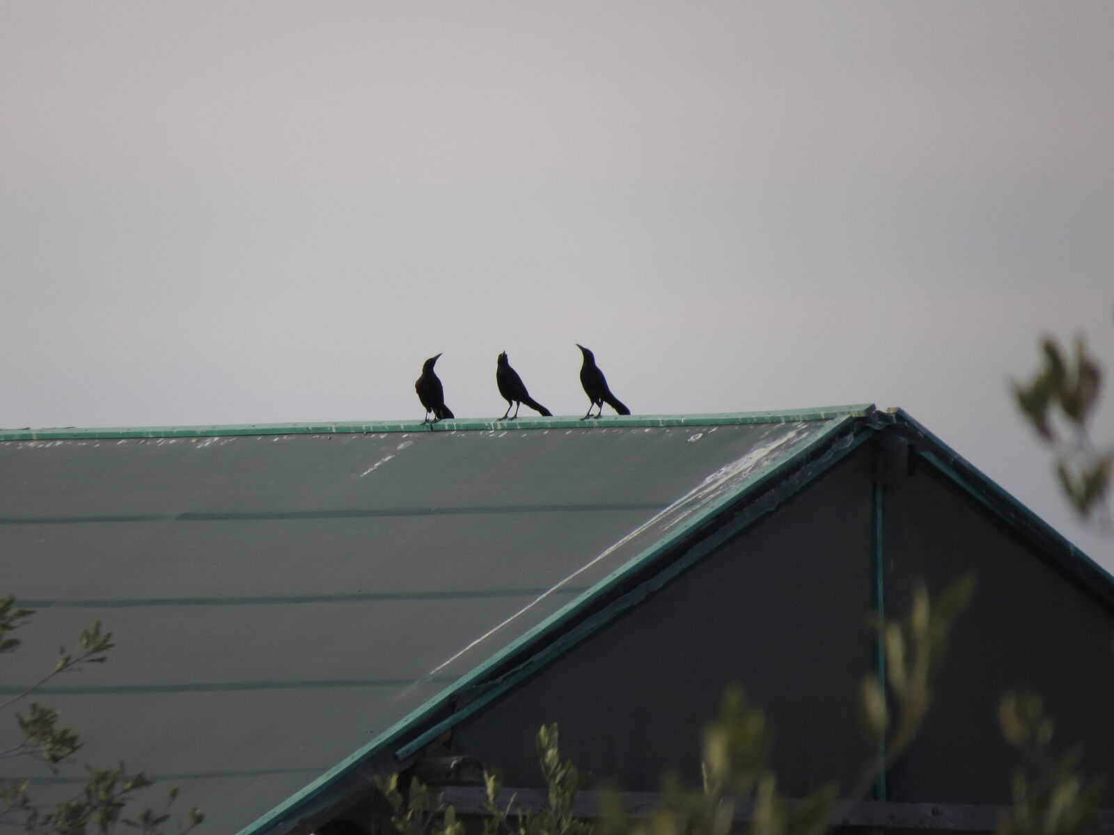 Canon PowerShot SX50 HS sample photo