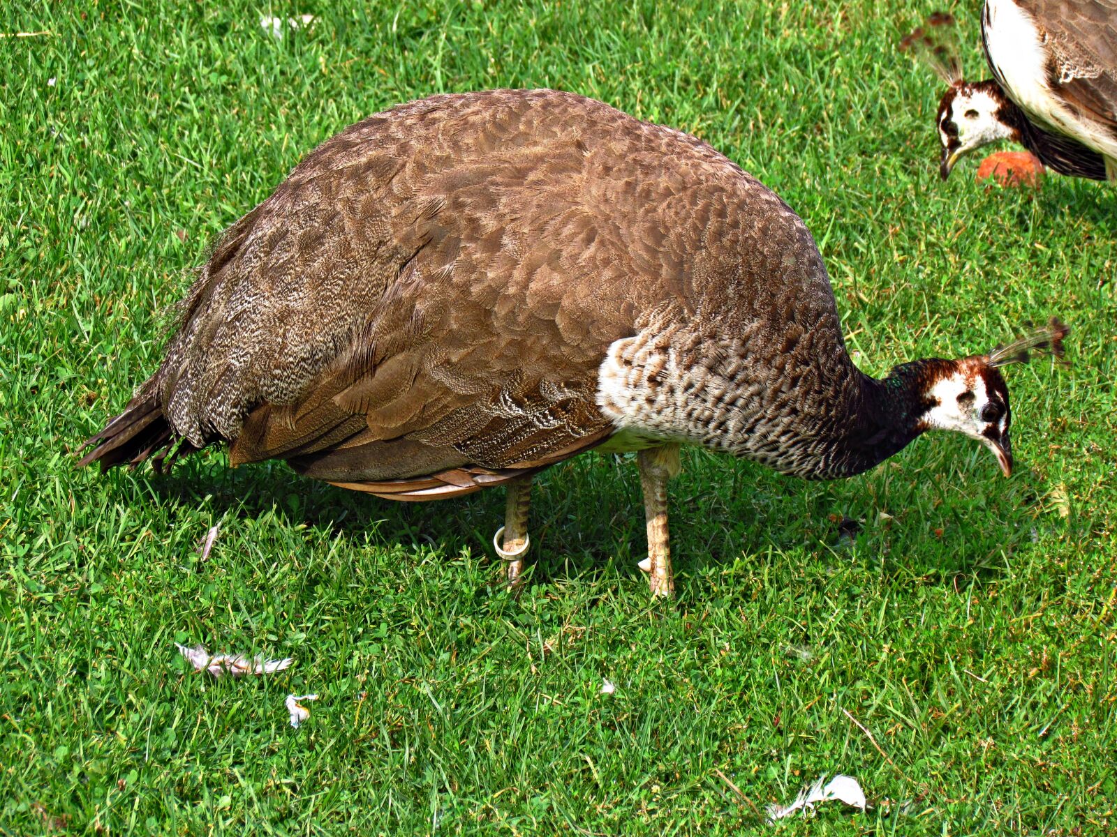 Canon PowerShot SX30 IS sample photo. Peacock, bird, nature photography