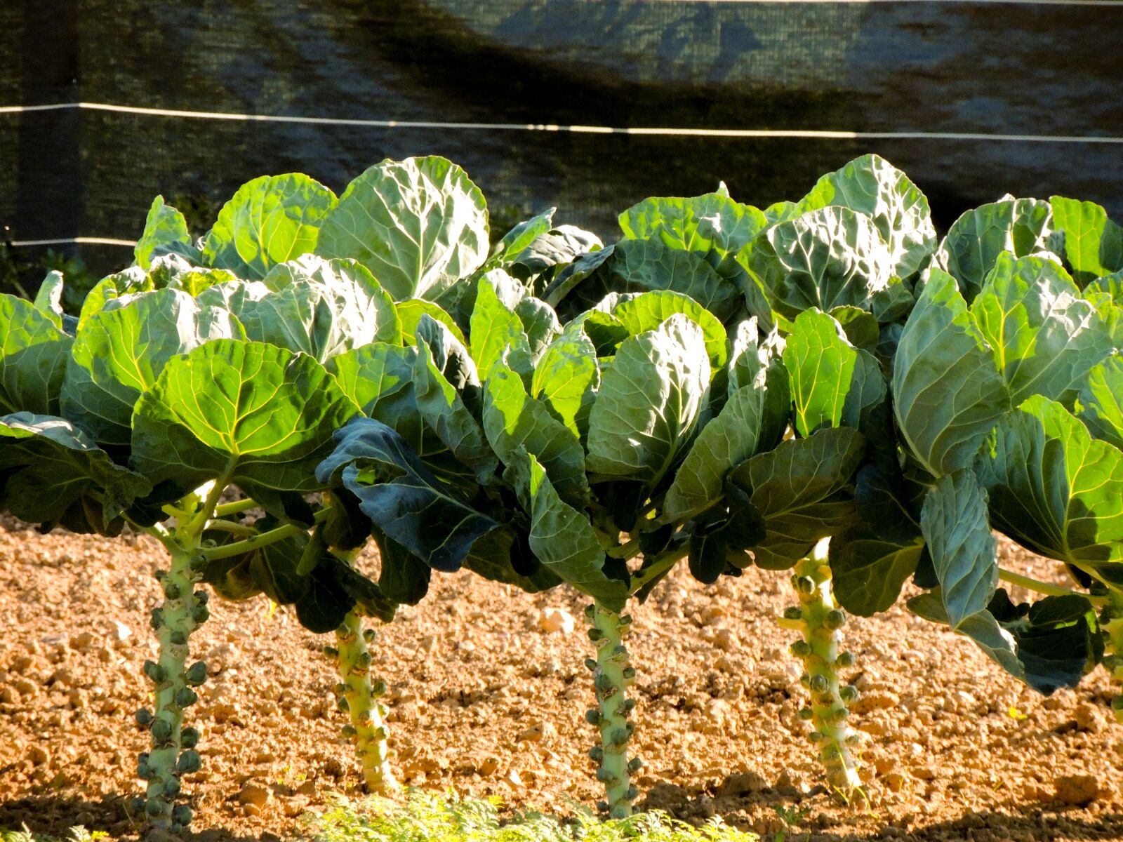 Nikon Coolpix P510 sample photo. Garden, cabbage, harvest photography