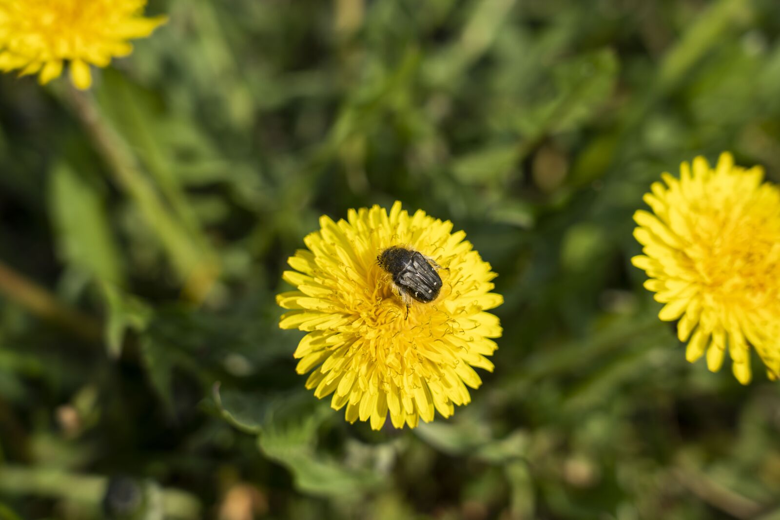 Sony FE 24-105mm F4 G OSS sample photo. Dandelion, dandelions, nature photography