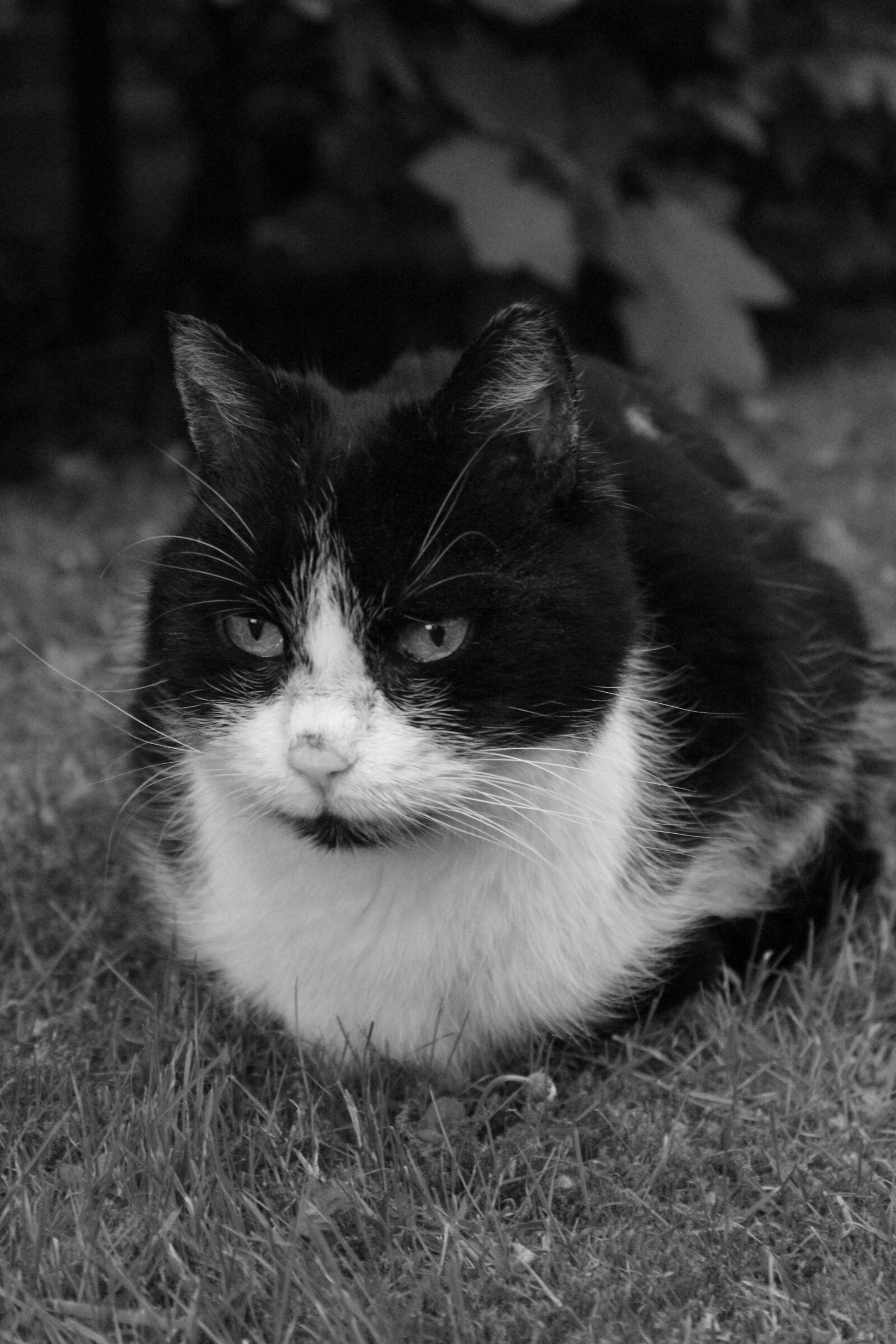 Canon EOS 1300D (EOS Rebel T6 / EOS Kiss X80) sample photo. Cute, animal, cat photography
