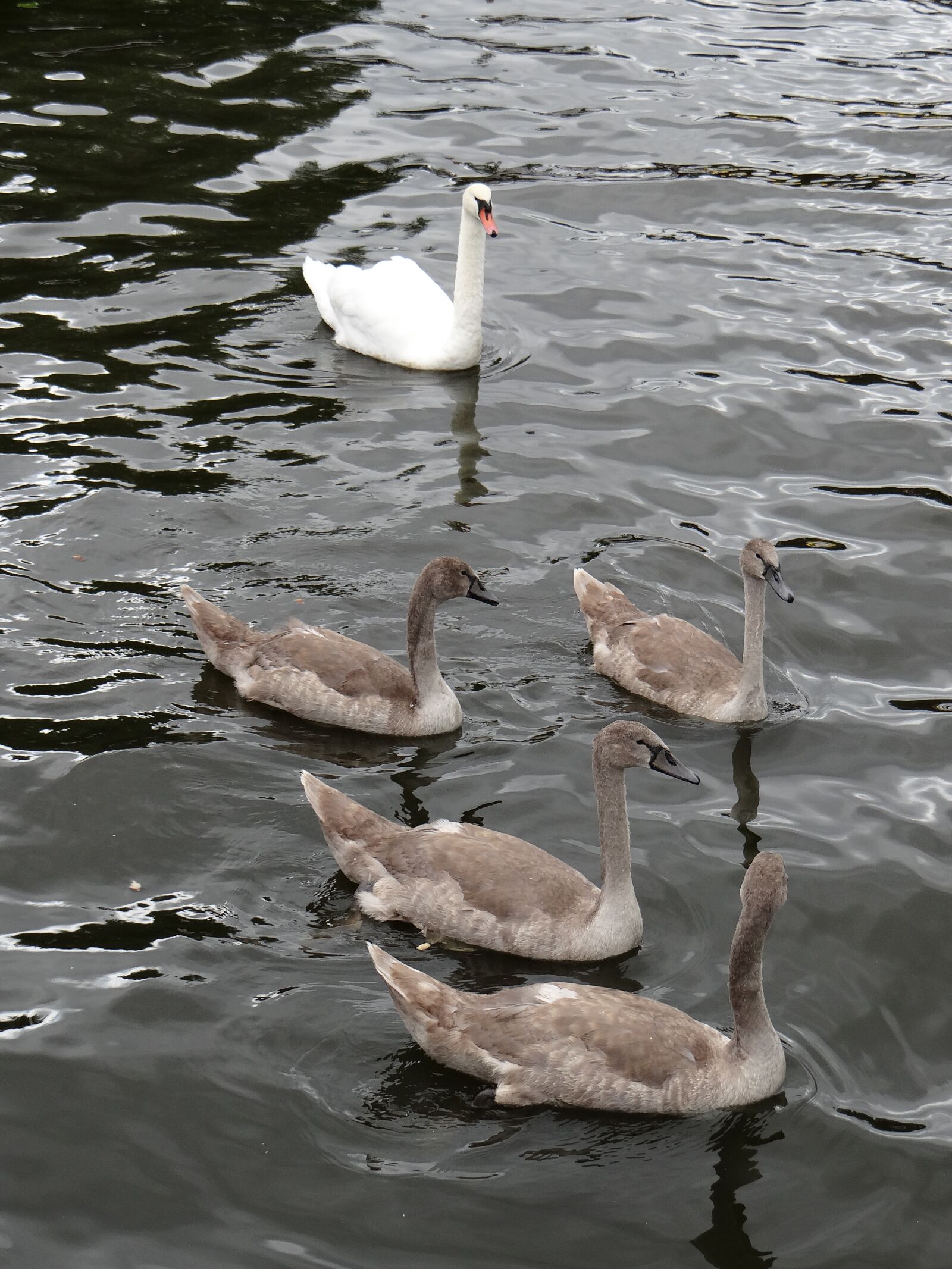 Sony DSC-HX200V sample photo. Swan, young, family photography