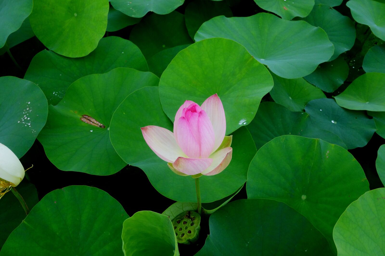 Sony Cyber-shot DSC-RX100 sample photo. Flowers, anapji, lotus photography