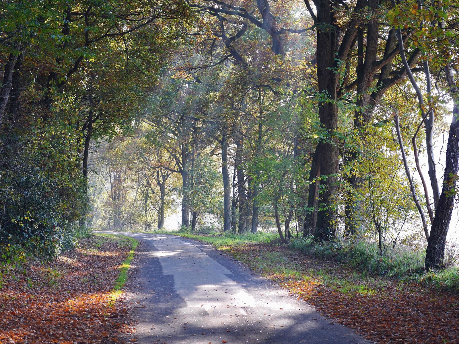 Panasonic Lumix DMC-GH3 sample photo. Tree, forest, park, autumn photography