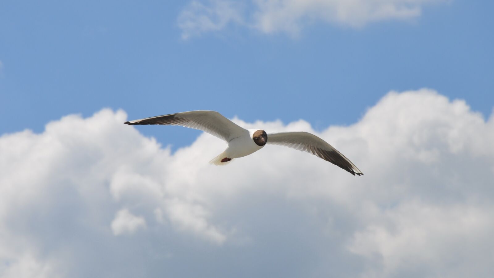 Nikon D90 sample photo. Birds, seagull, nature photography