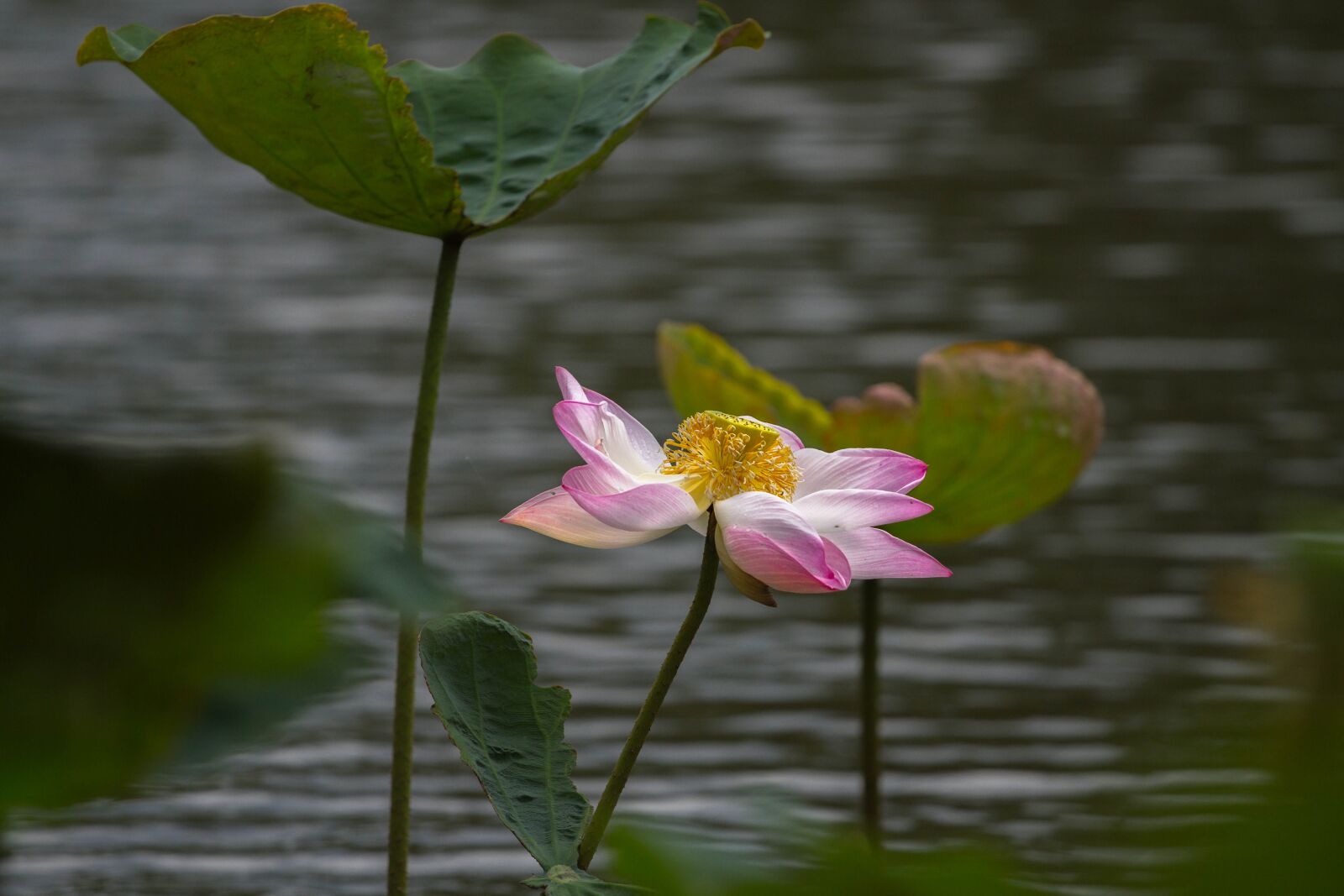 Canon EOS 7D + Canon EF 70-200mm F4L USM sample photo. Lotus, flower, lotus leaf photography