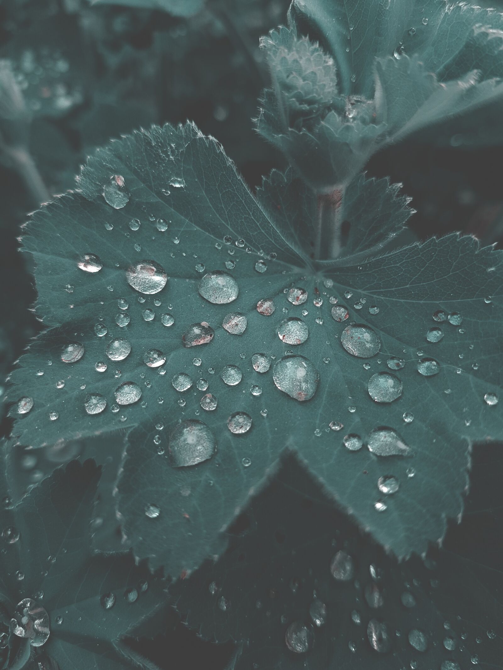 Samsung Galaxy S8+ sample photo. Garden, leaf, nature photography