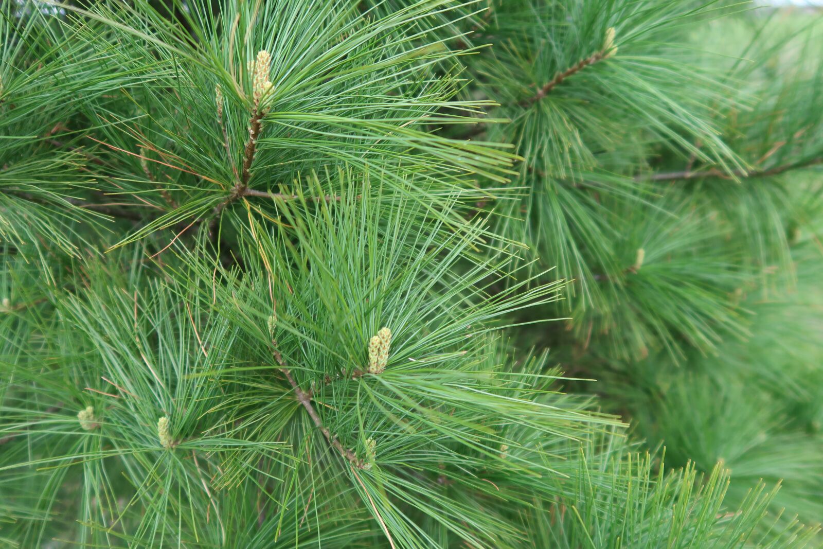 Canon PowerShot G7 X Mark II sample photo. Tree, white pine, spring photography