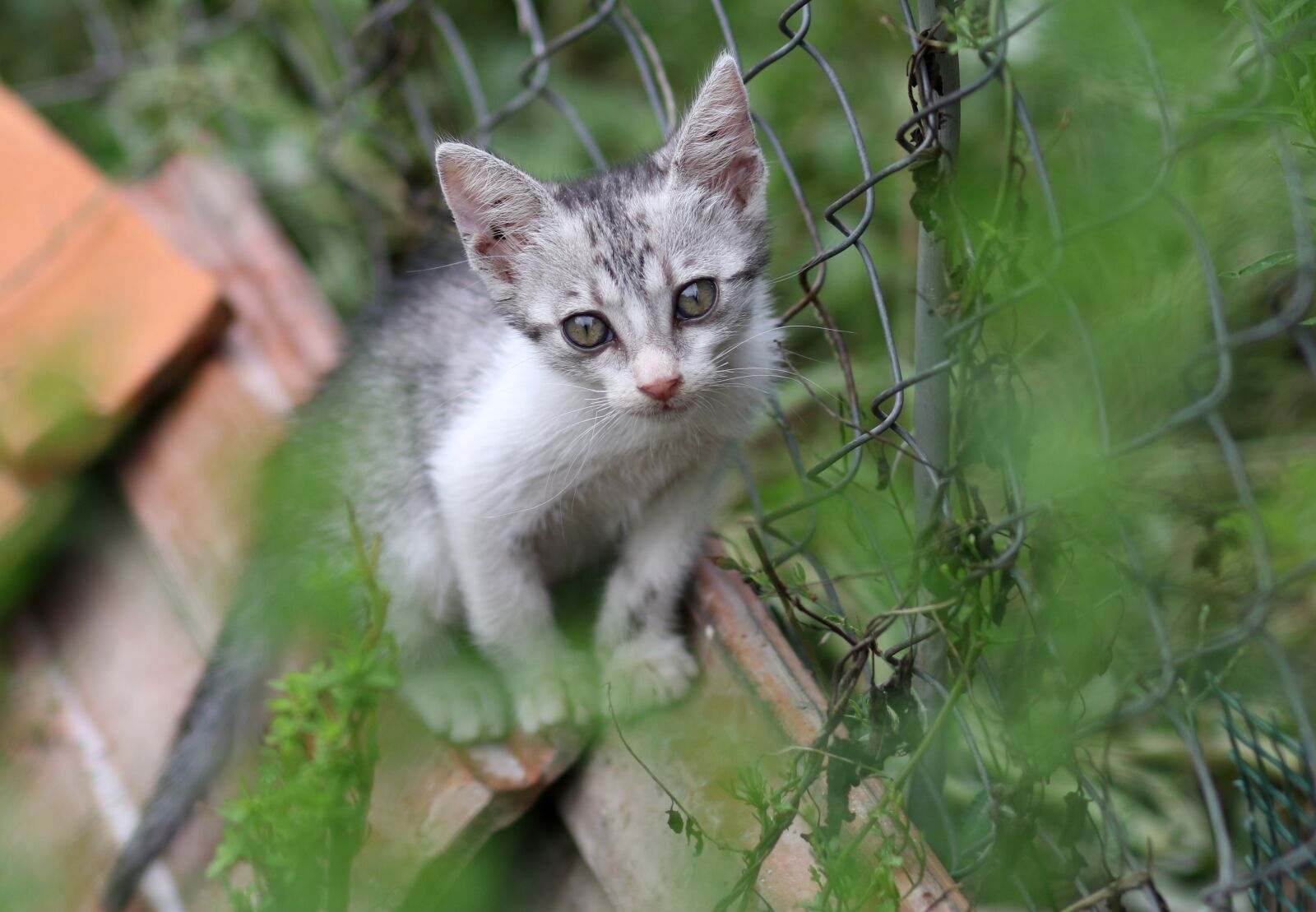 Canon EF 85mm F1.8 USM sample photo. Cat, gray, nice photography