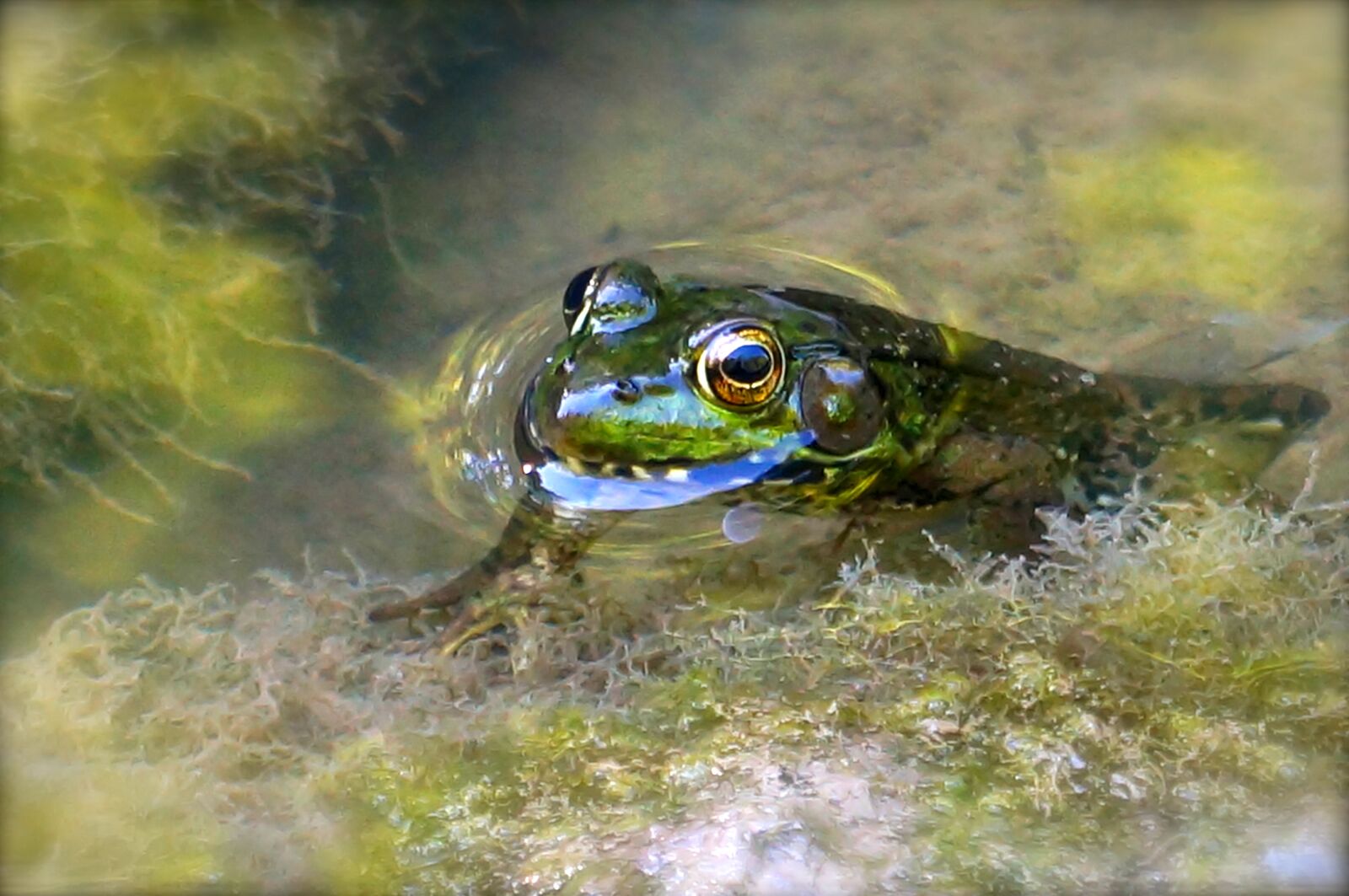 Sony Alpha NEX-5R + Sony E 18-55mm F3.5-5.6 OSS sample photo. Frog, nature, environment photography