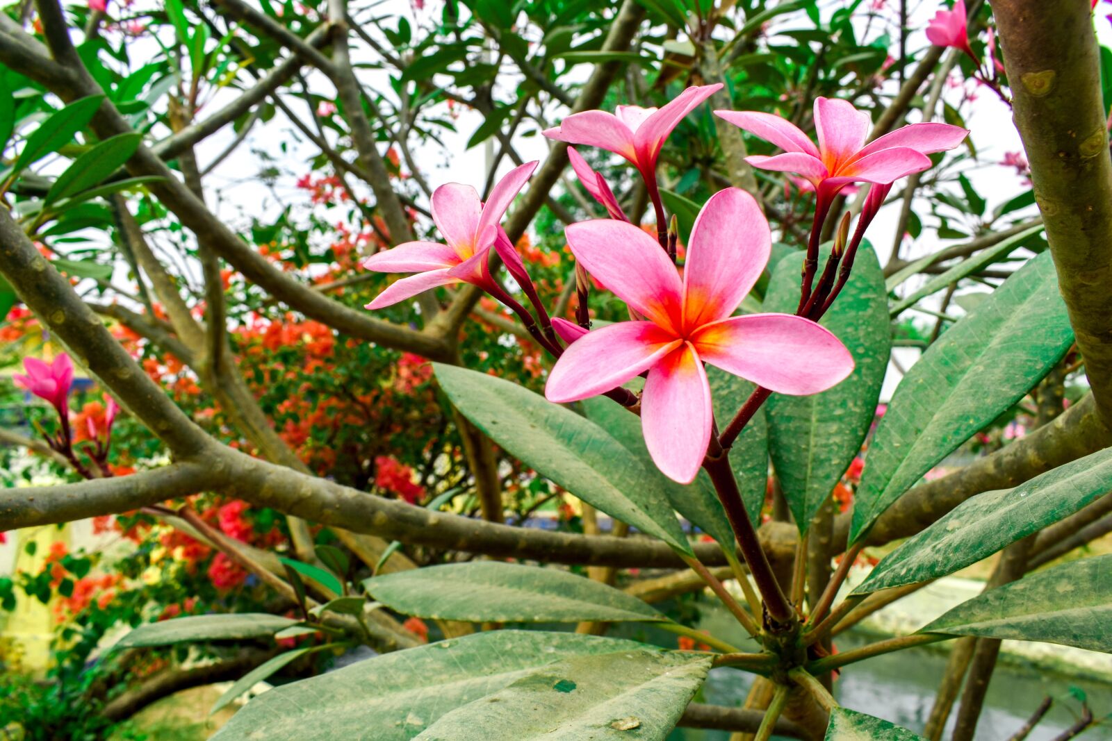 Nikon D5600 sample photo. Natural, flower, indonesia photography