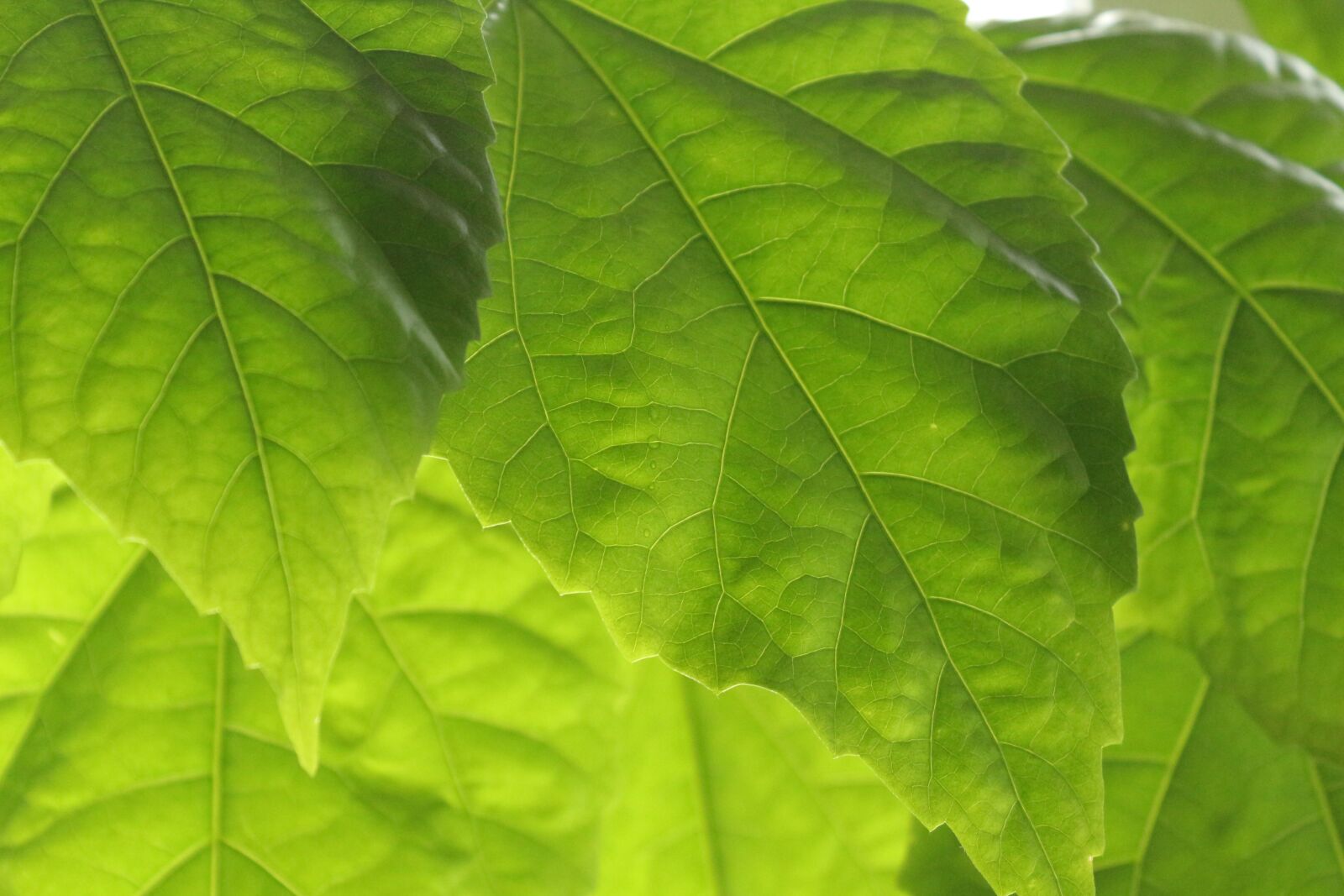 Canon EOS 650D (EOS Rebel T4i / EOS Kiss X6i) sample photo. Greens, in winter, winter photography