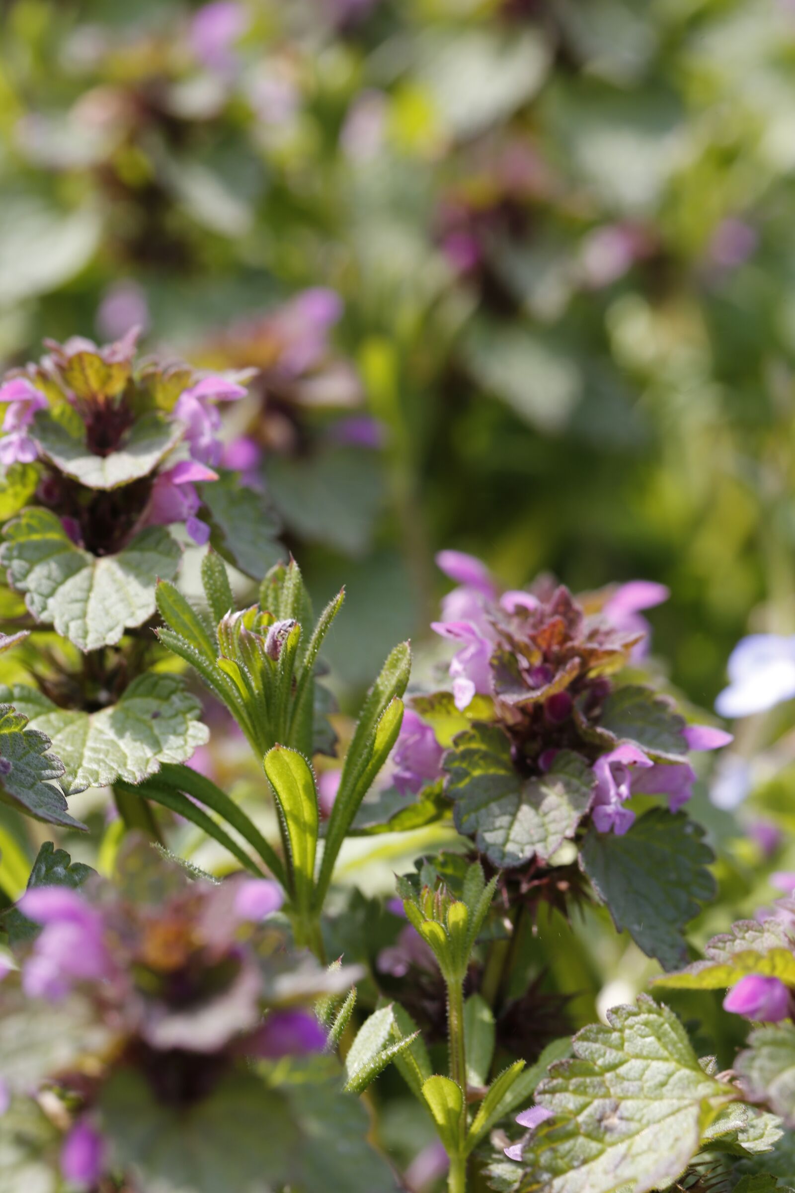 Canon EF 100mm F2.8L Macro IS USM sample photo. Plant, flowers, violet photography