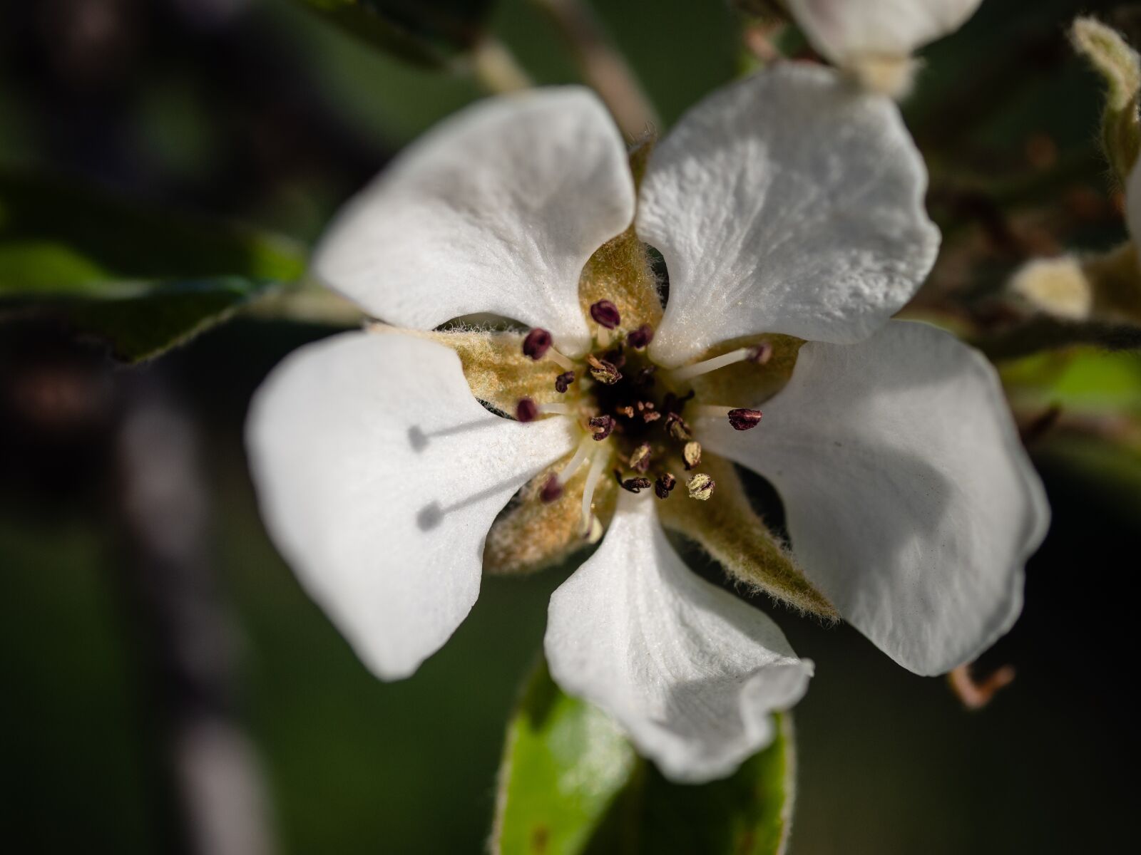 Olympus PEN E-PL9 sample photo. Pear blossom, close up photography