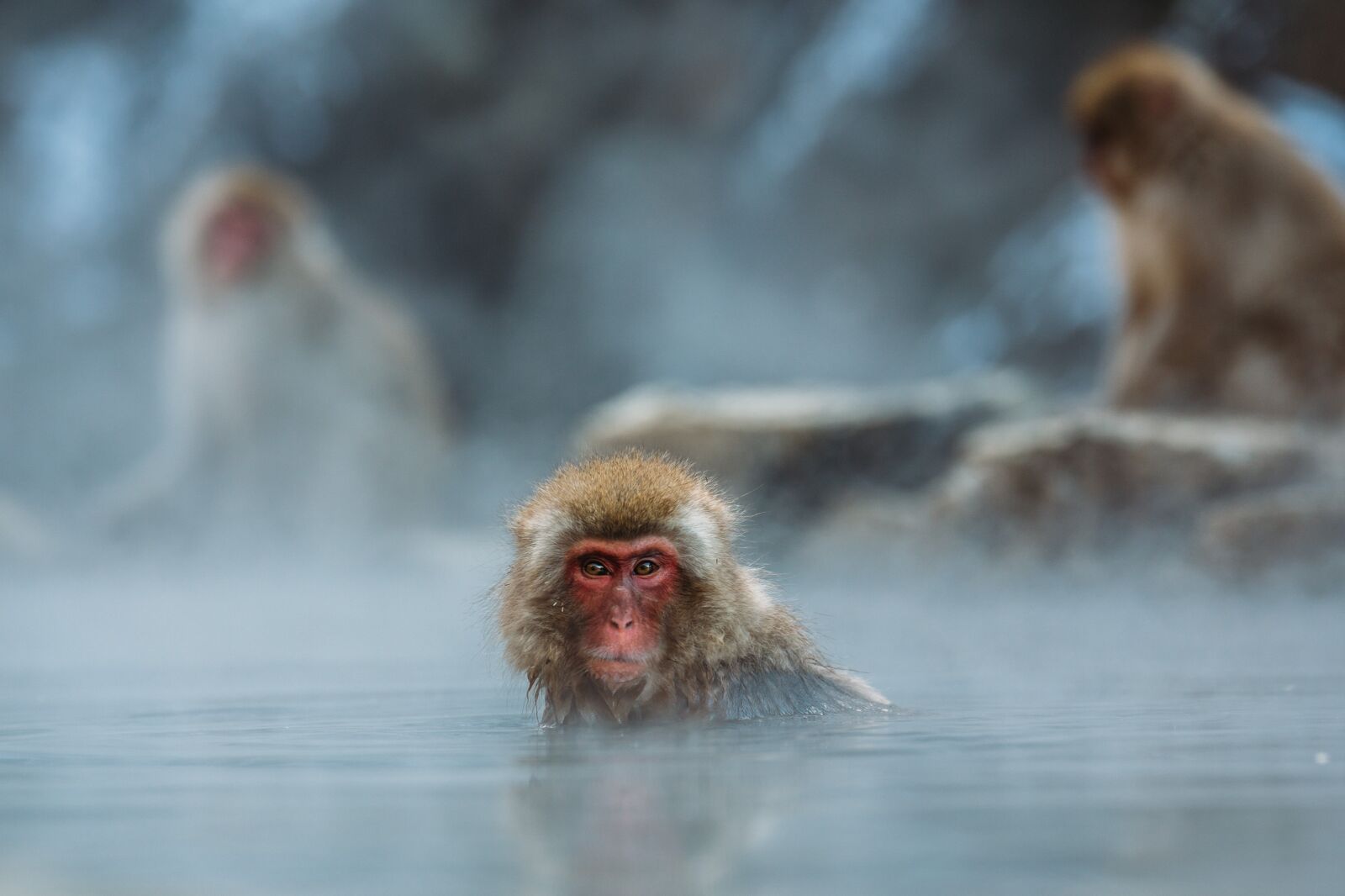 Canon EOS 5D Mark III sample photo. Animals, monkeys, macaque photography